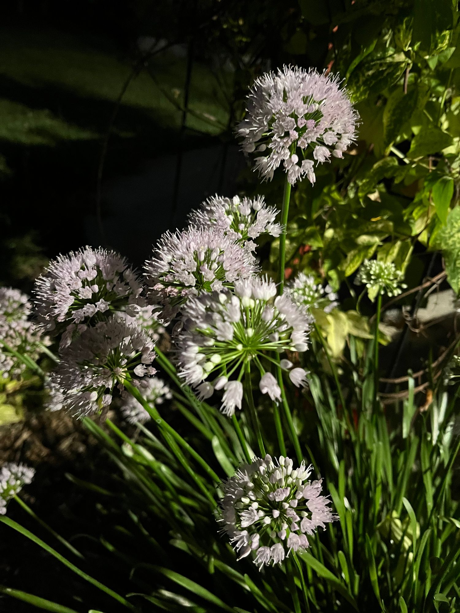 ALLIUM x Millenium