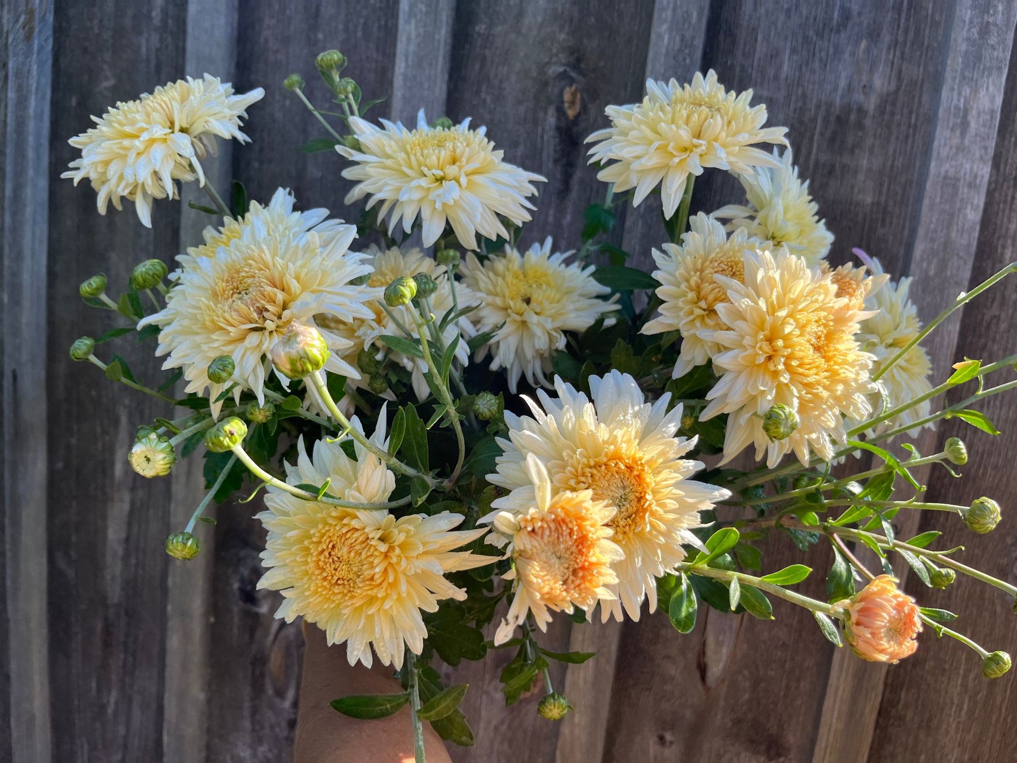 CHRYSANTHEMUM