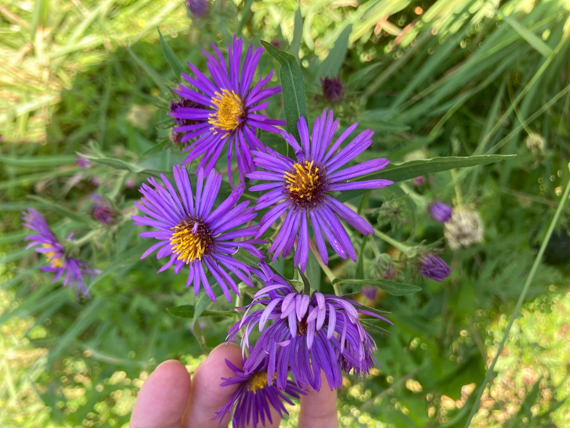 SYMPHYOTRICHUM novae-angliae