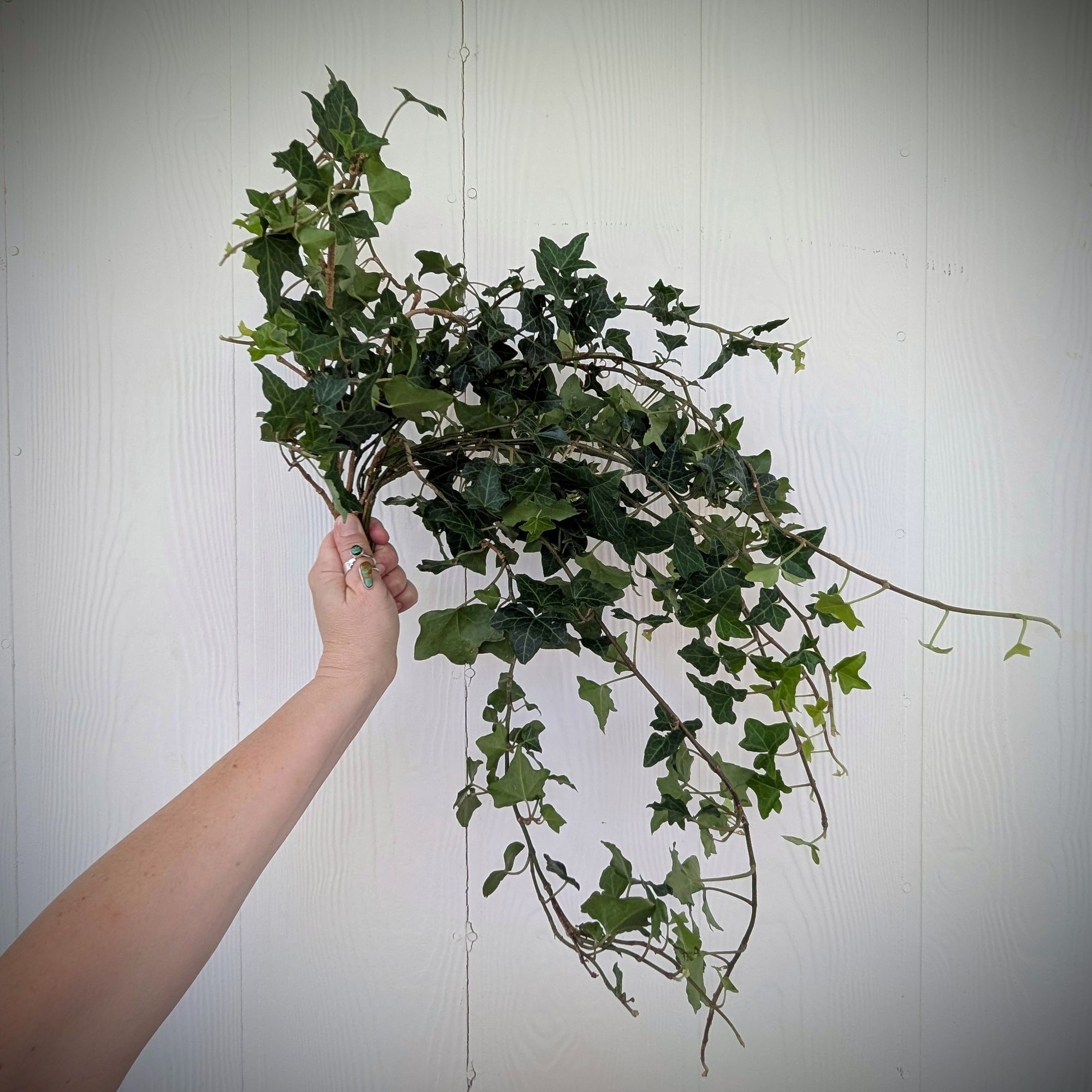 HEDERA helix Variegata