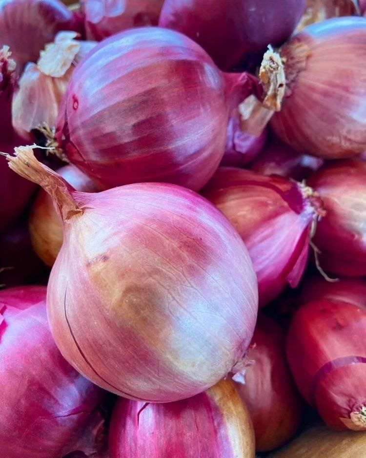 Onion (OG) - Storage - Cabernet Red, Large