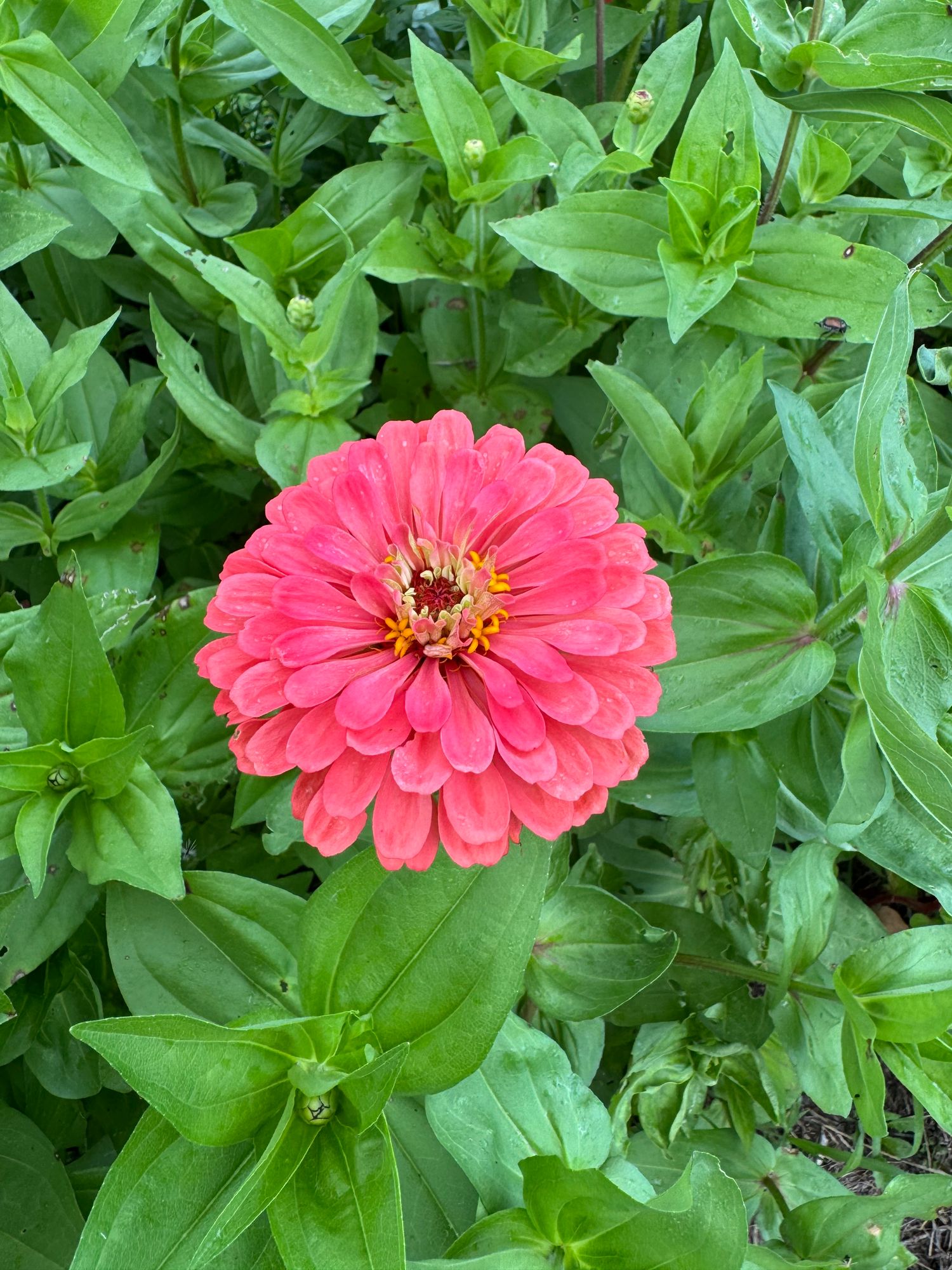 ZINNIA elegans Benarys Giant Salmon Rose