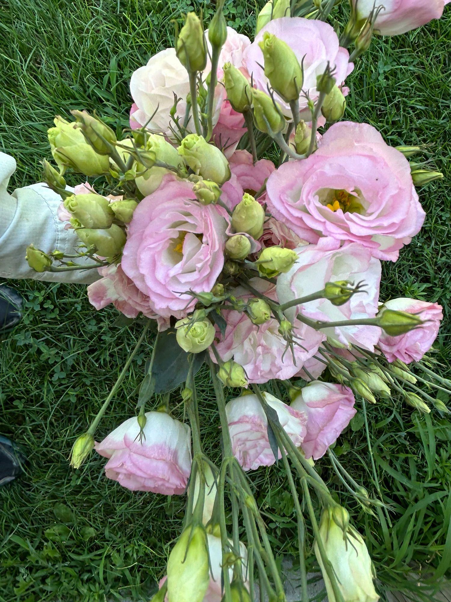 EUSTOMA grandiflorum