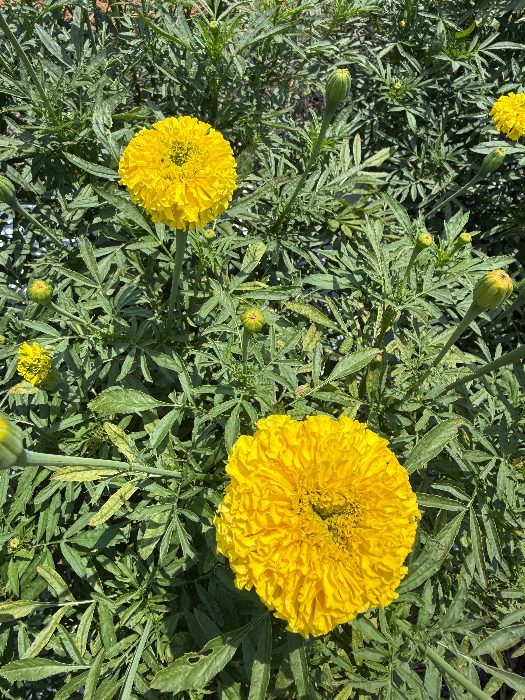 TAGETES erecta Giant Yellow
