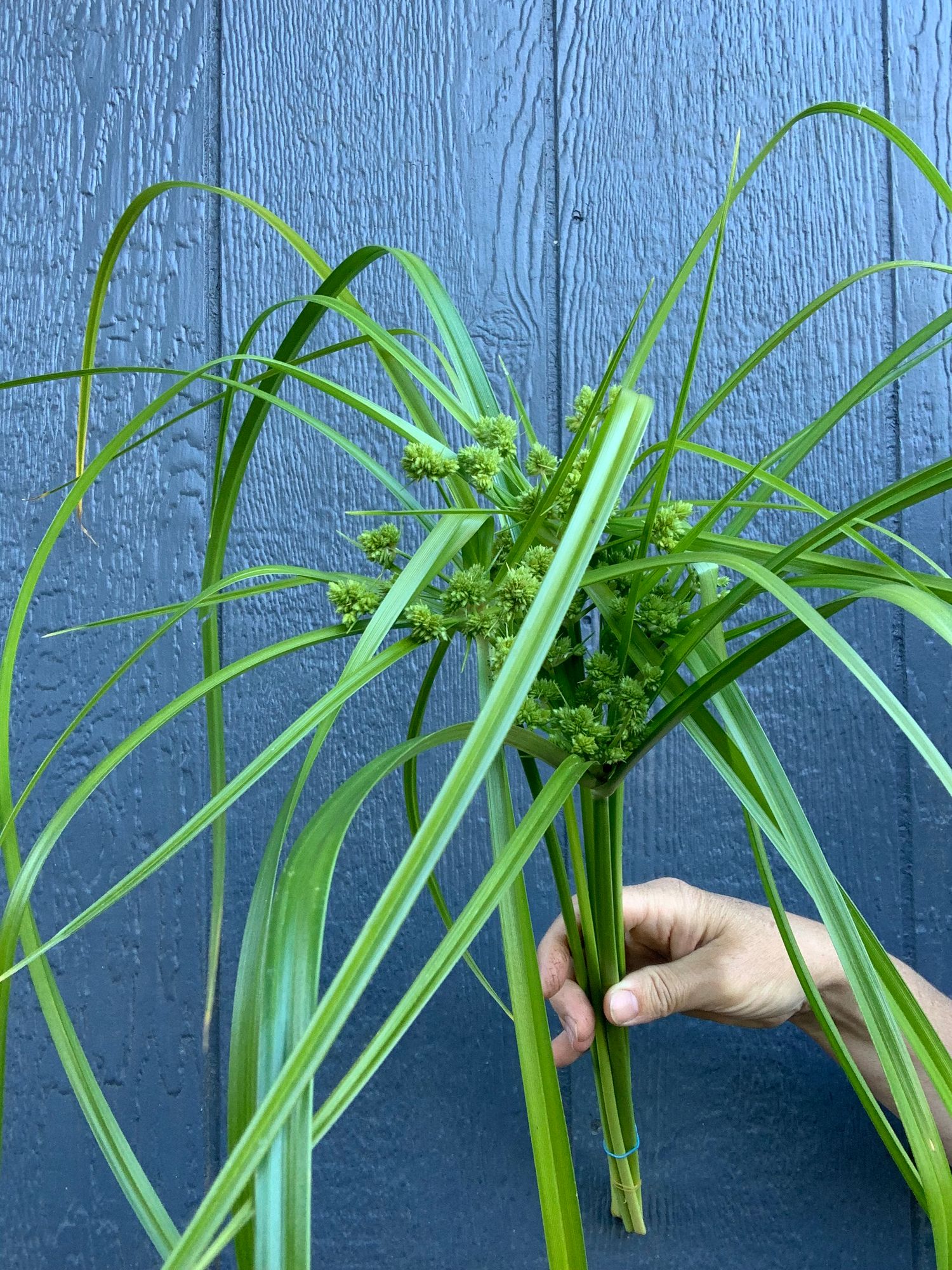 CYPERUS glaber
