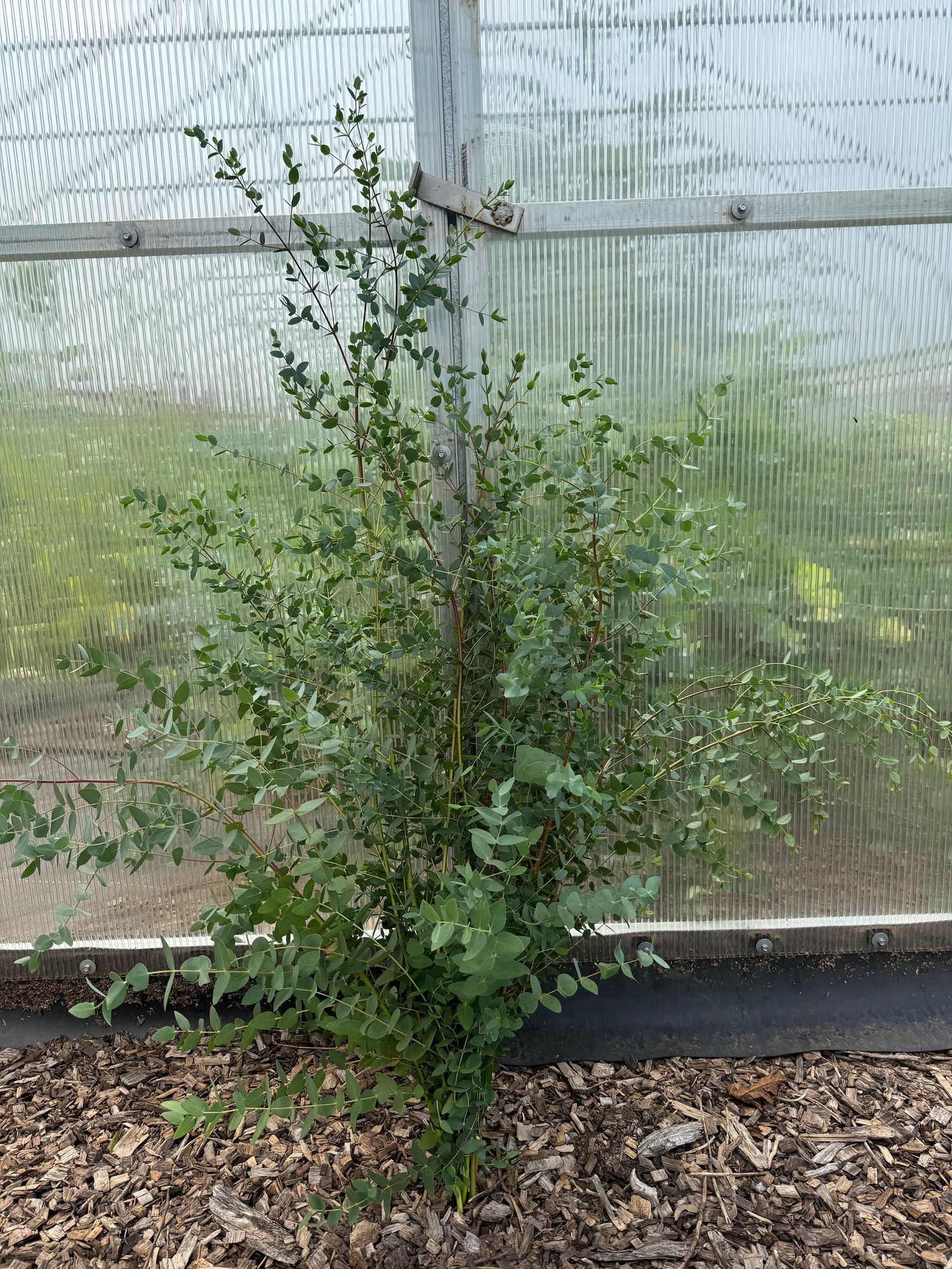 EUCALYPTUS parvula