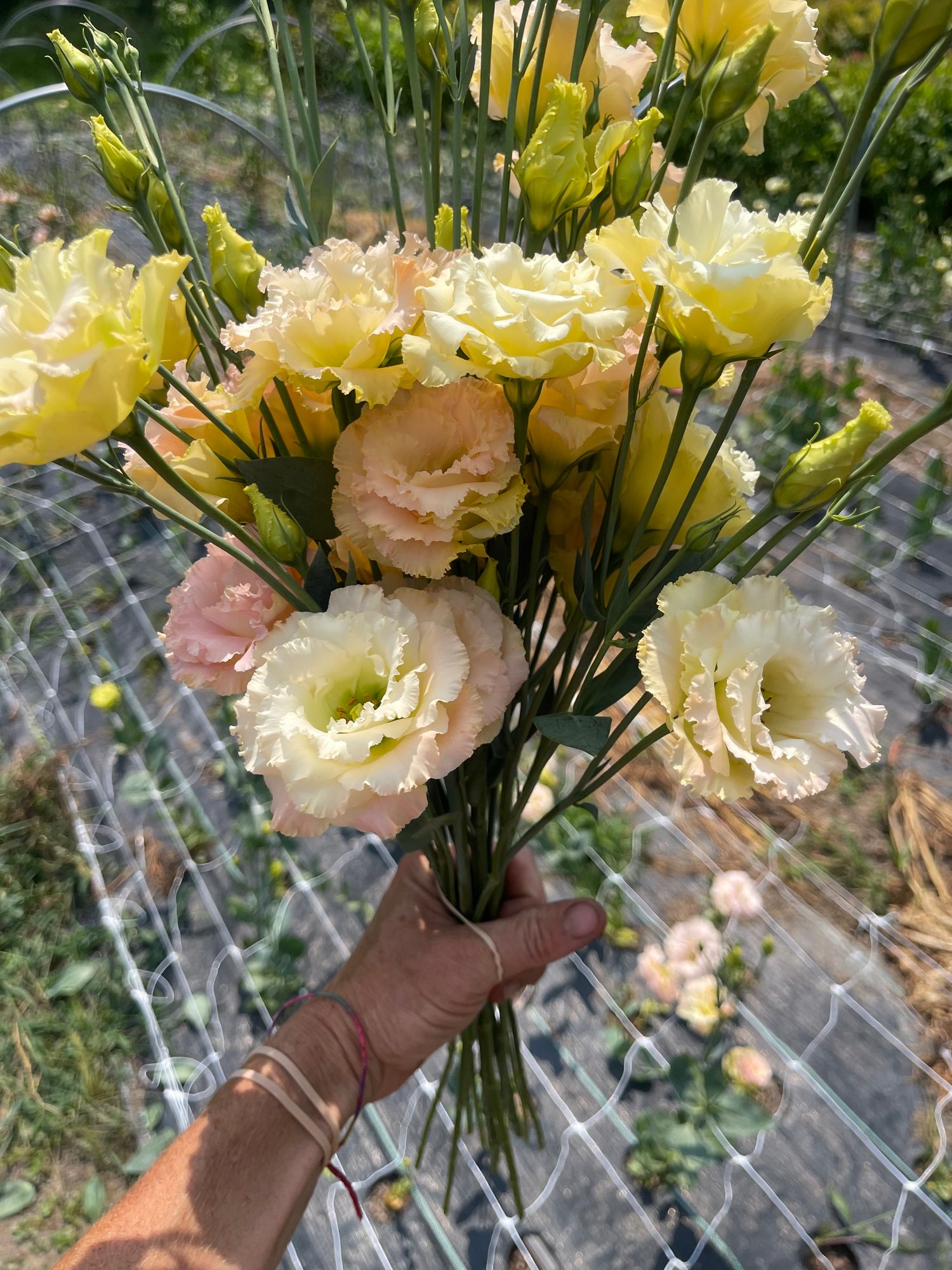 EUSTOMA grandiflorum Croma 3
