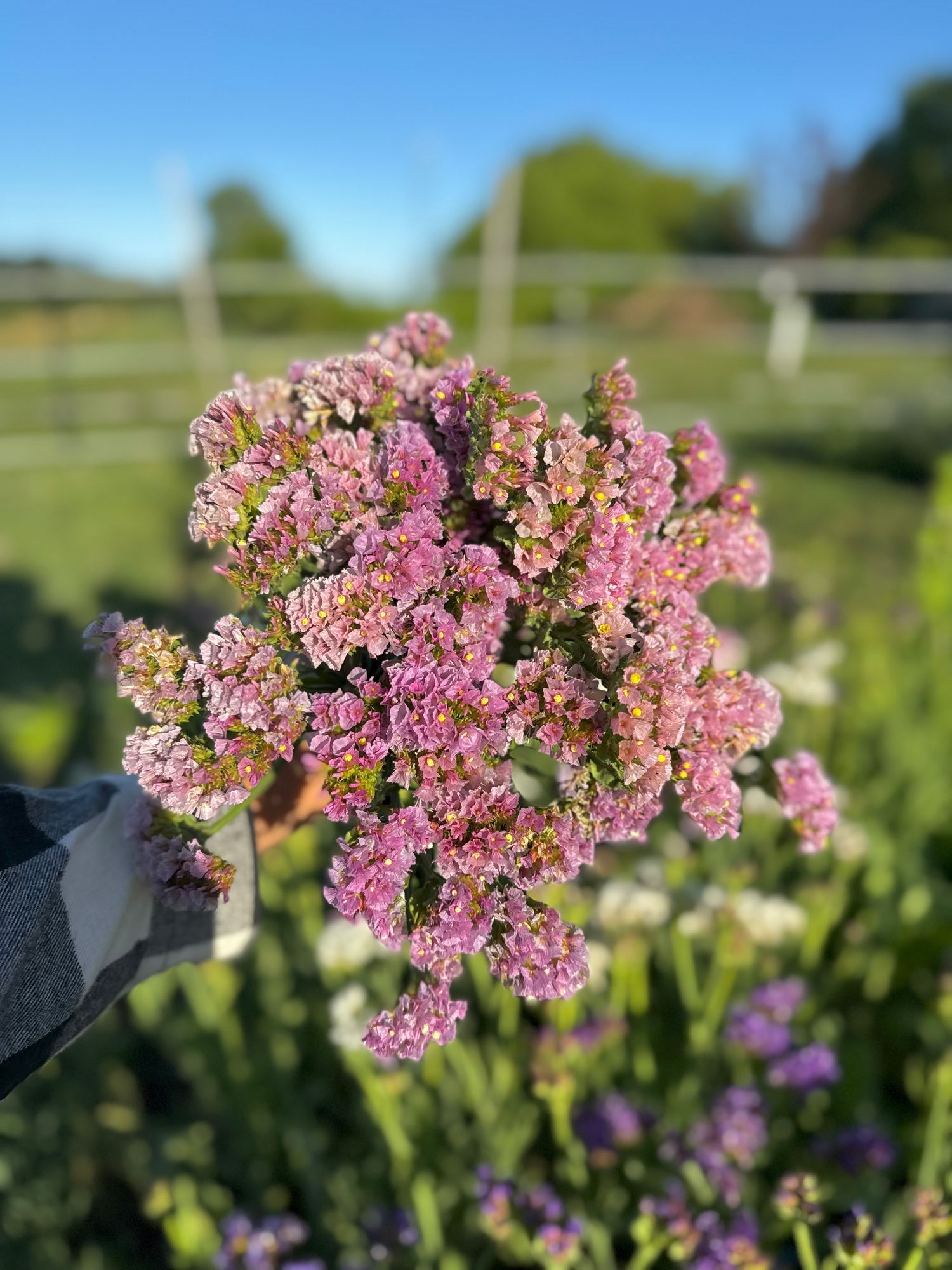 LIMONIUM sinuatum Forever Happy