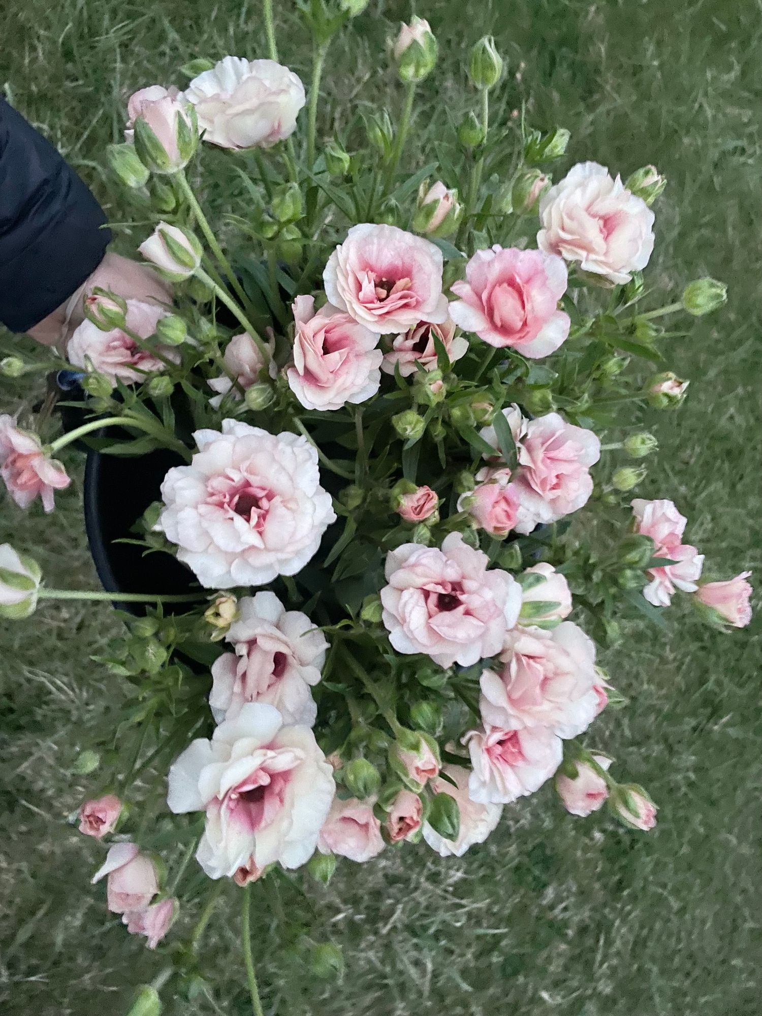 RANUNCULUS Butterfly Ariadne
