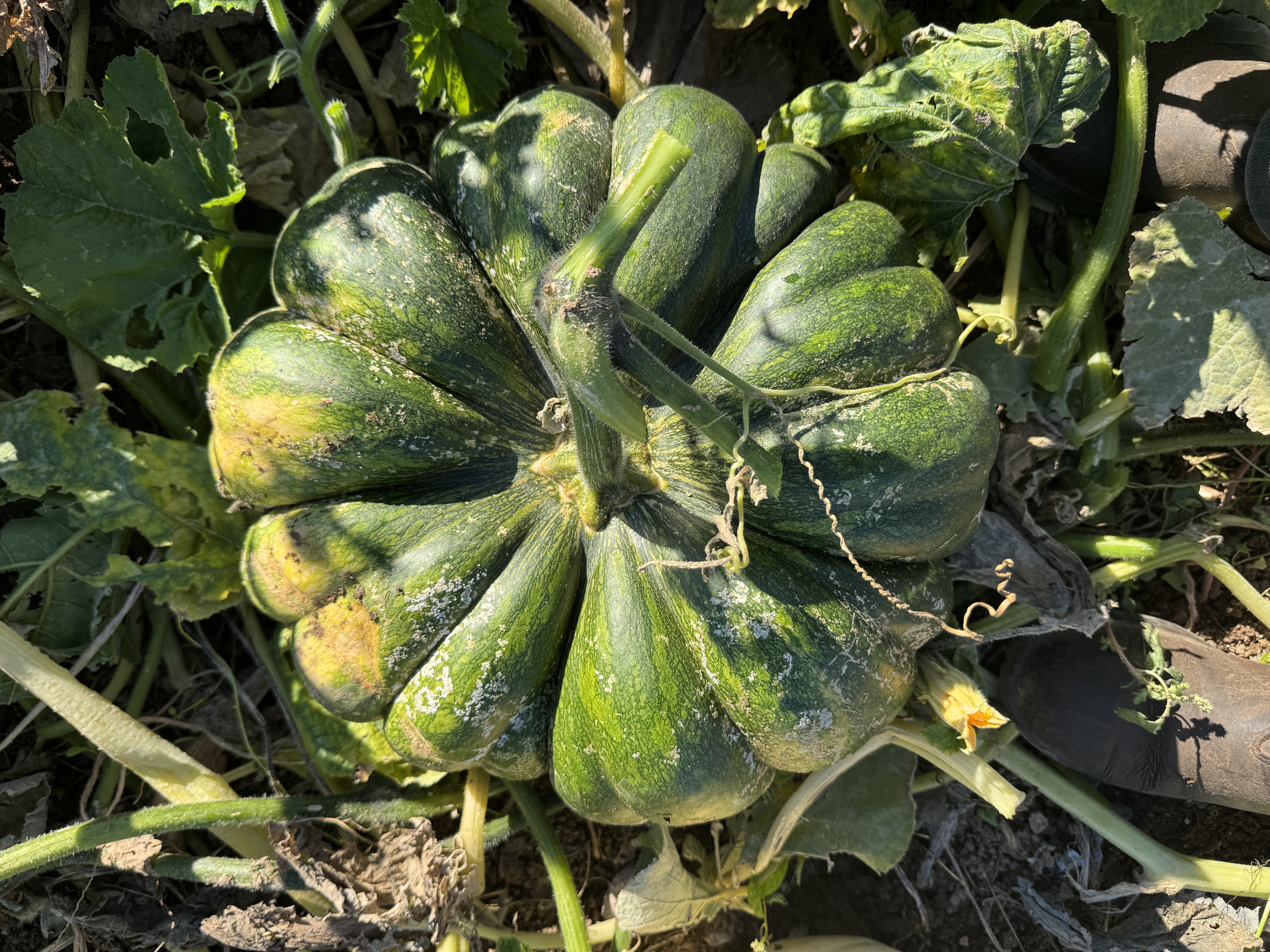 Pumpkin, Heirloom