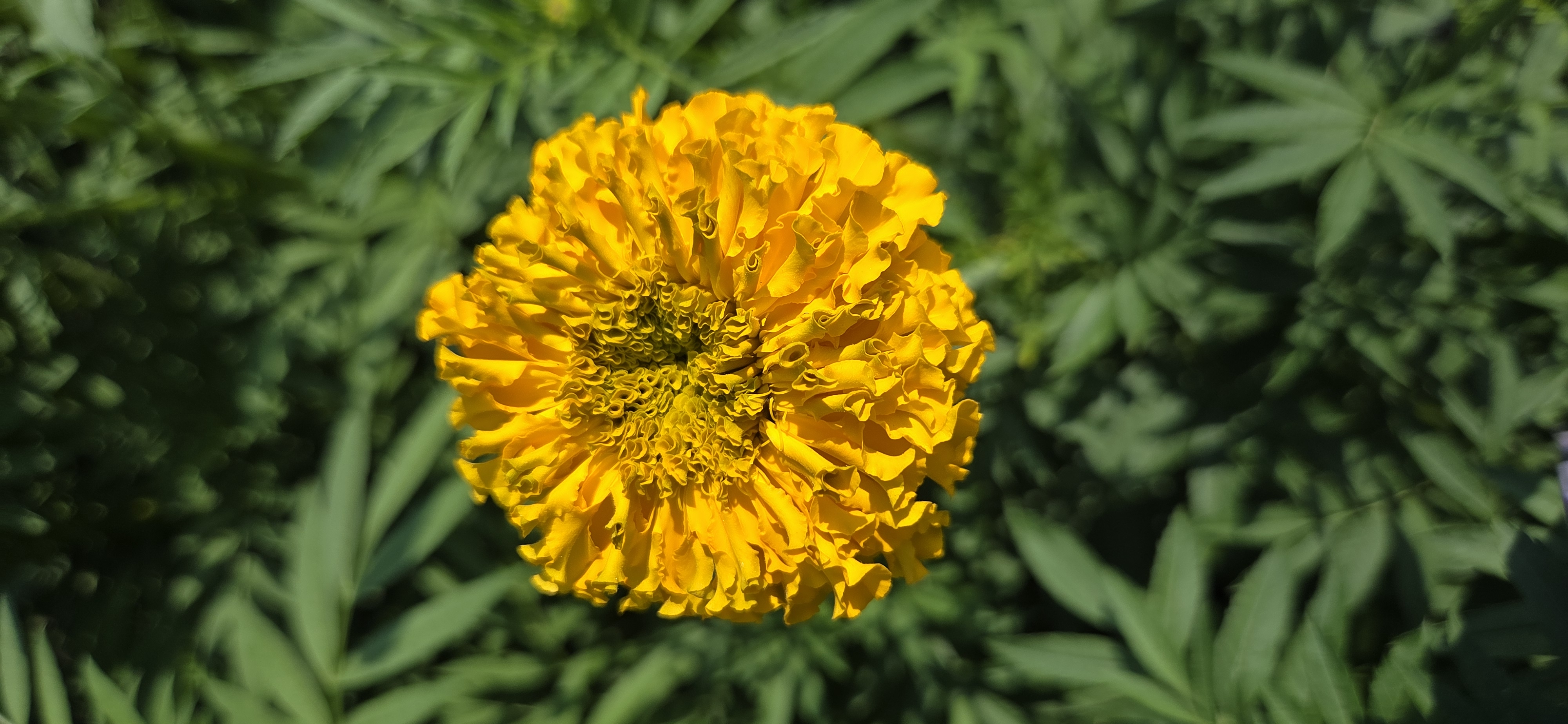 TAGETES erecta Coco Gold