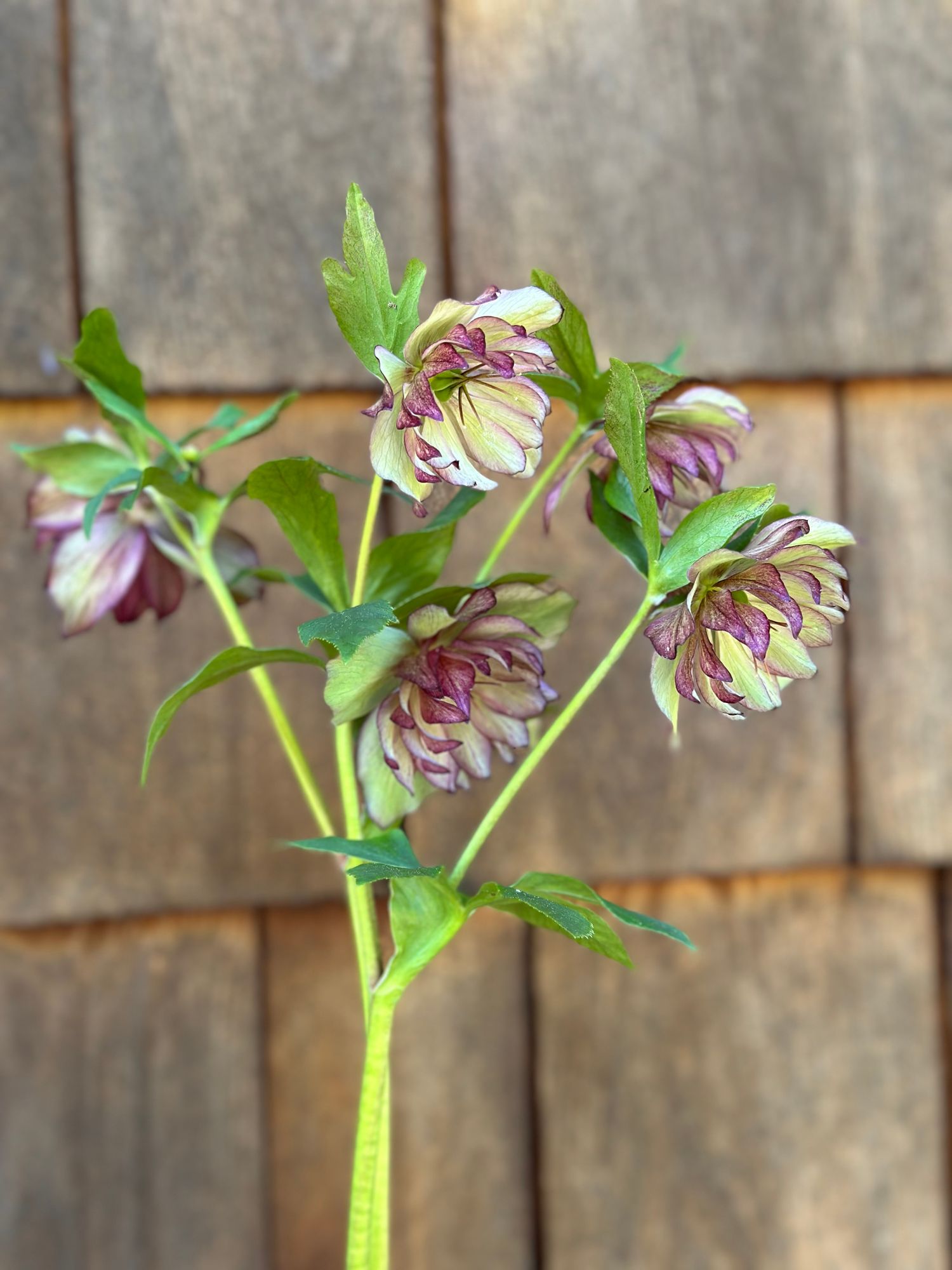 HELLEBORUS foetidus