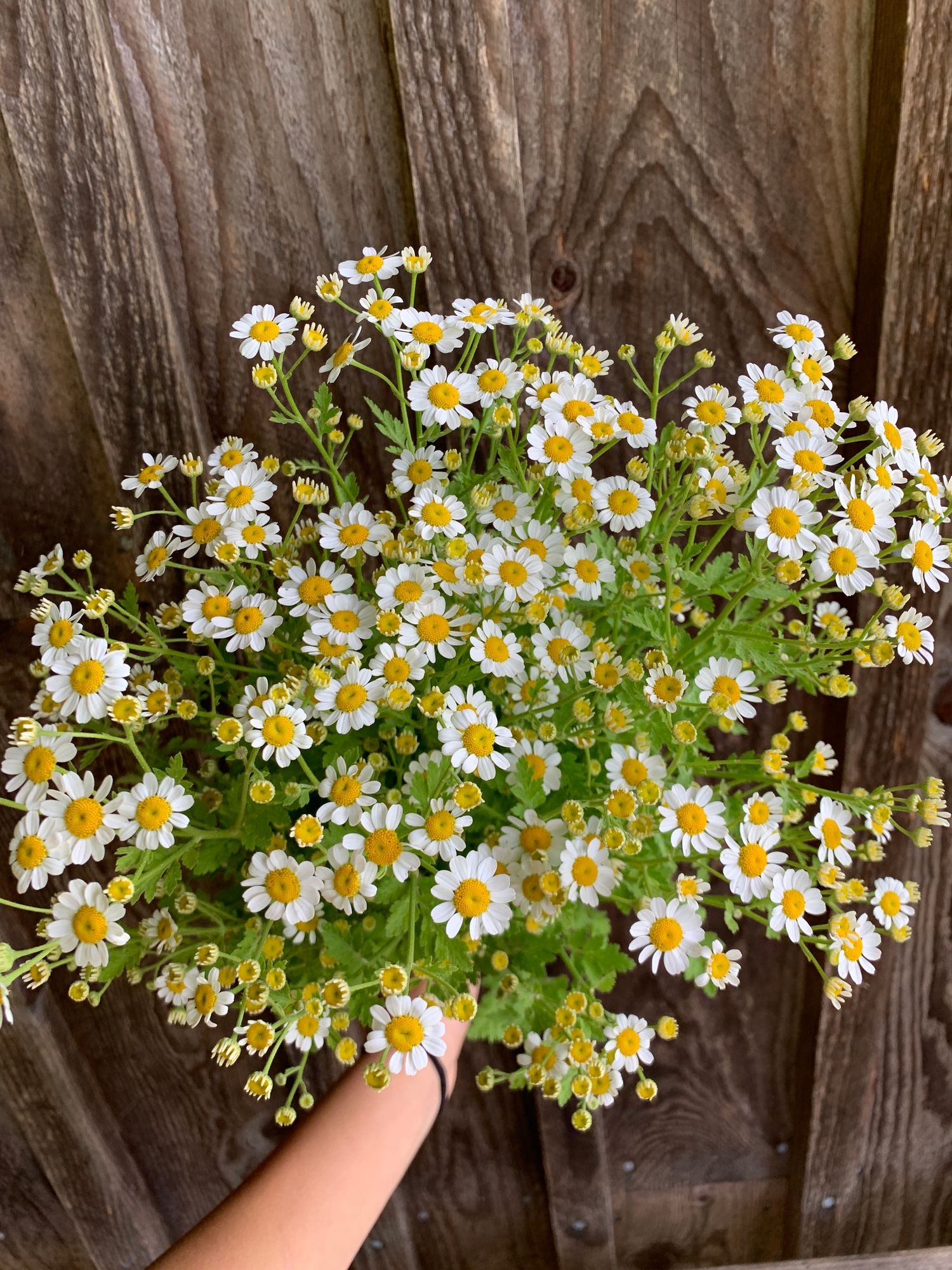 TANACETUM parthenium Vegmo Single