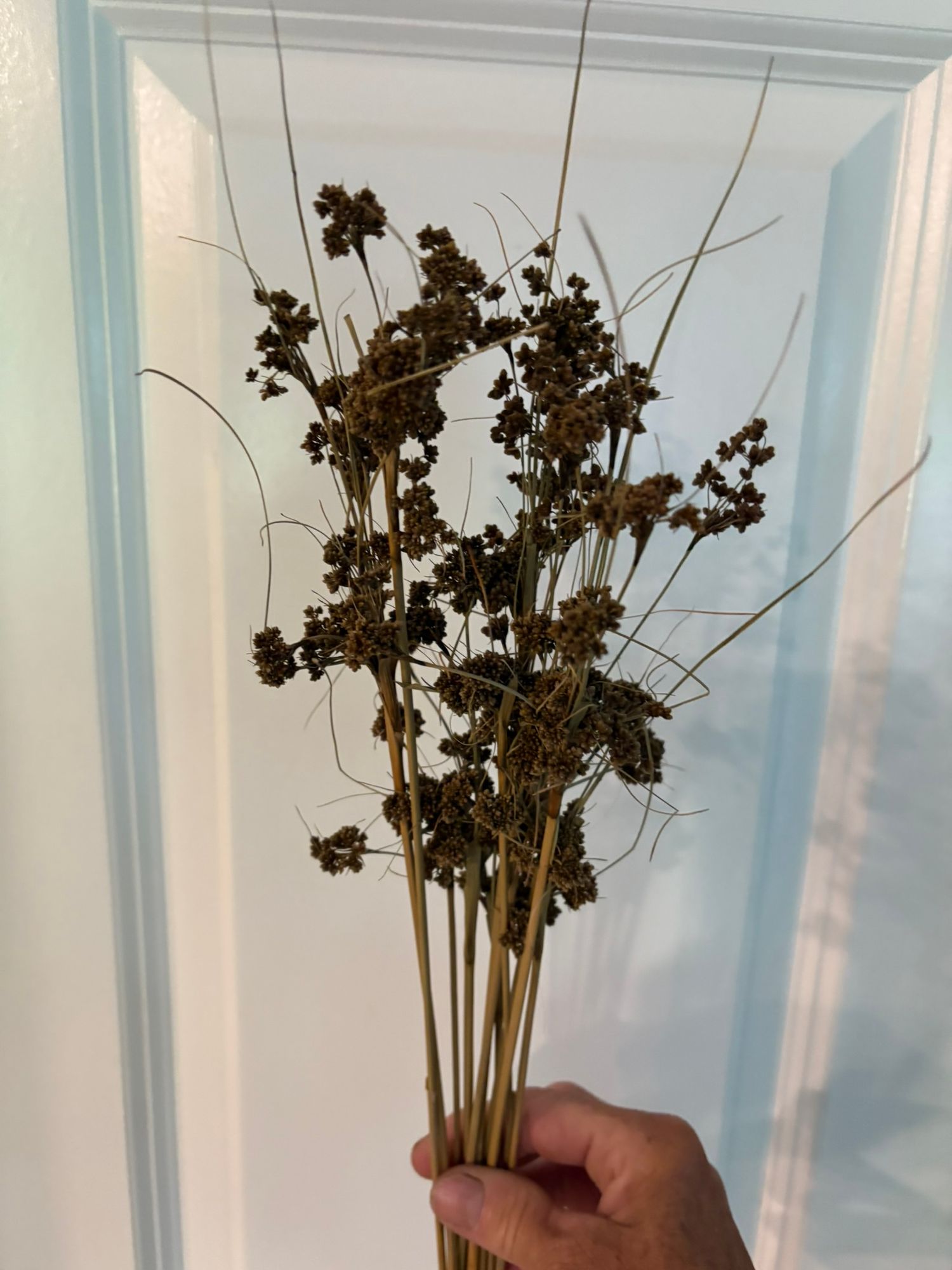 SCIRPUS atrovirens