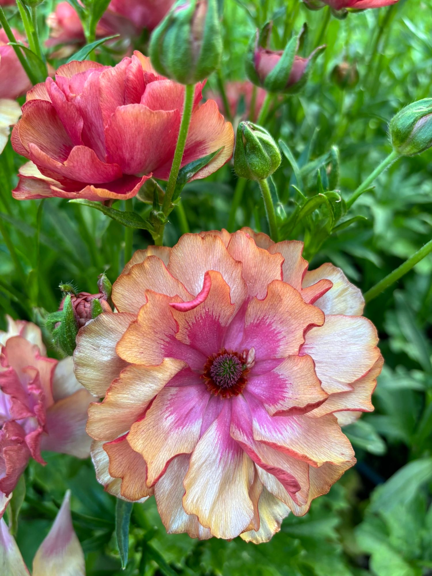 RANUNCULUS Butterfly Musa