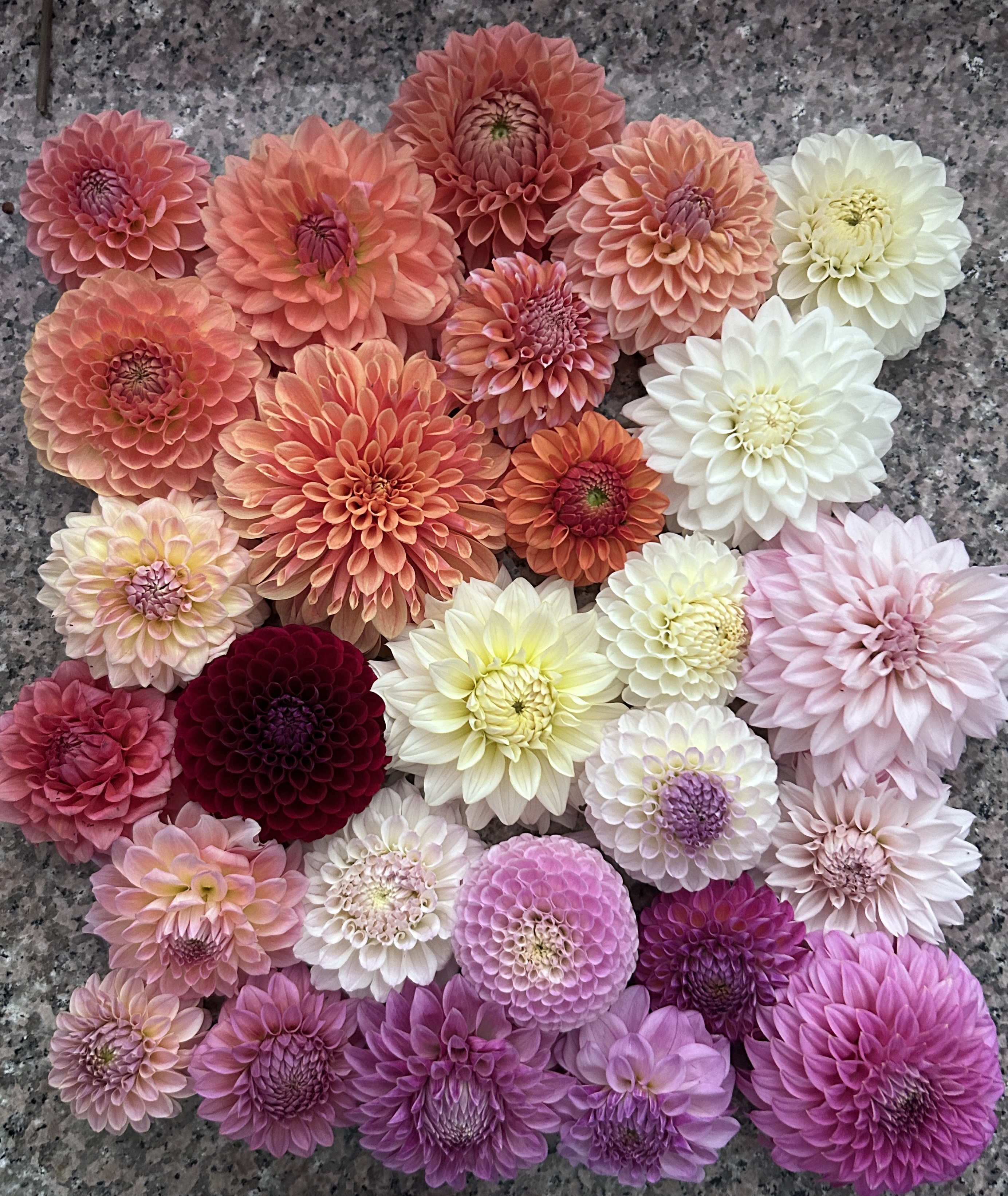 Dahlia - Mixed Bucket