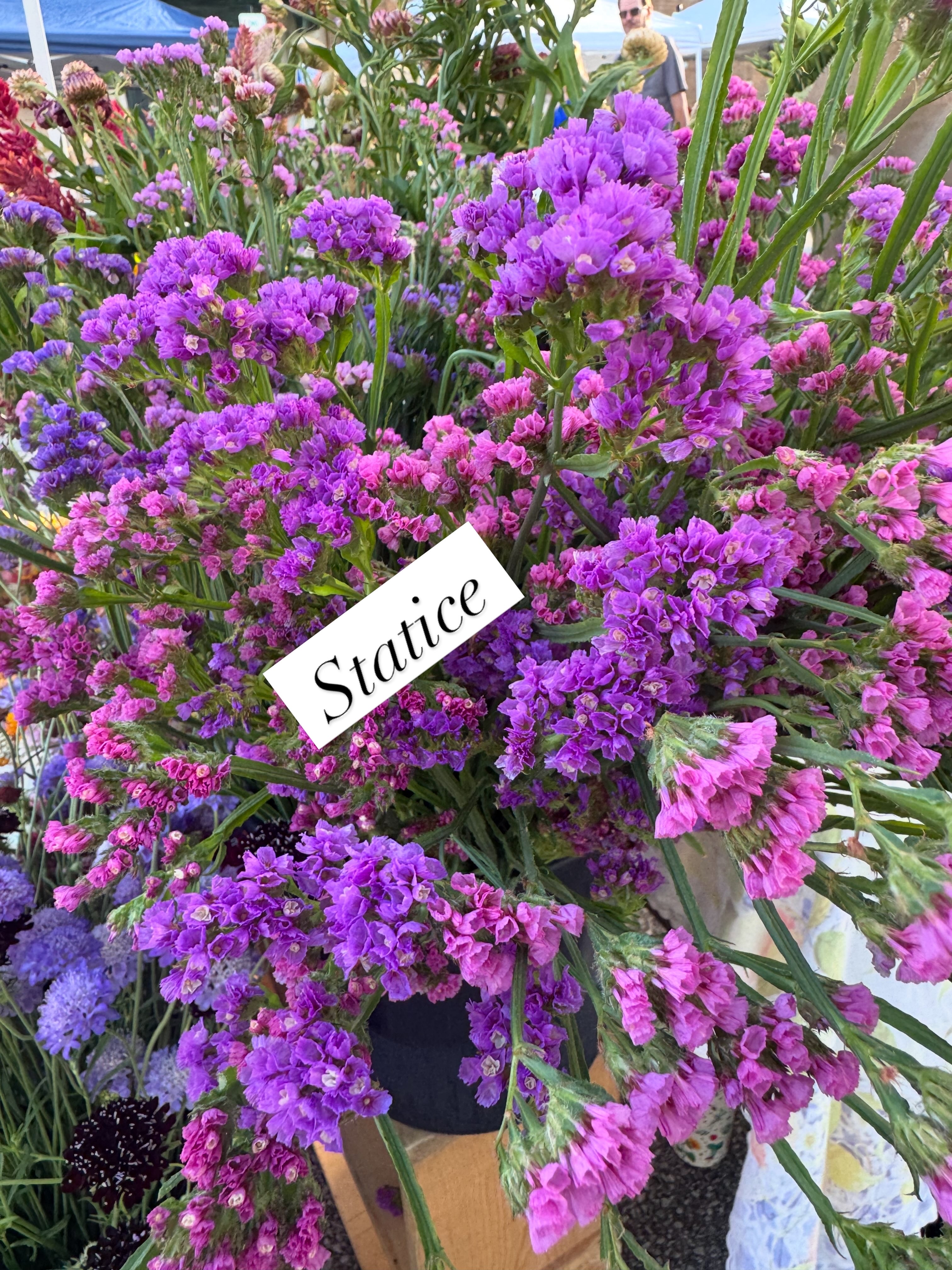 LIMONIUM sinuatum Seeker