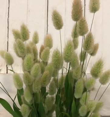 LAGURUS ovatus