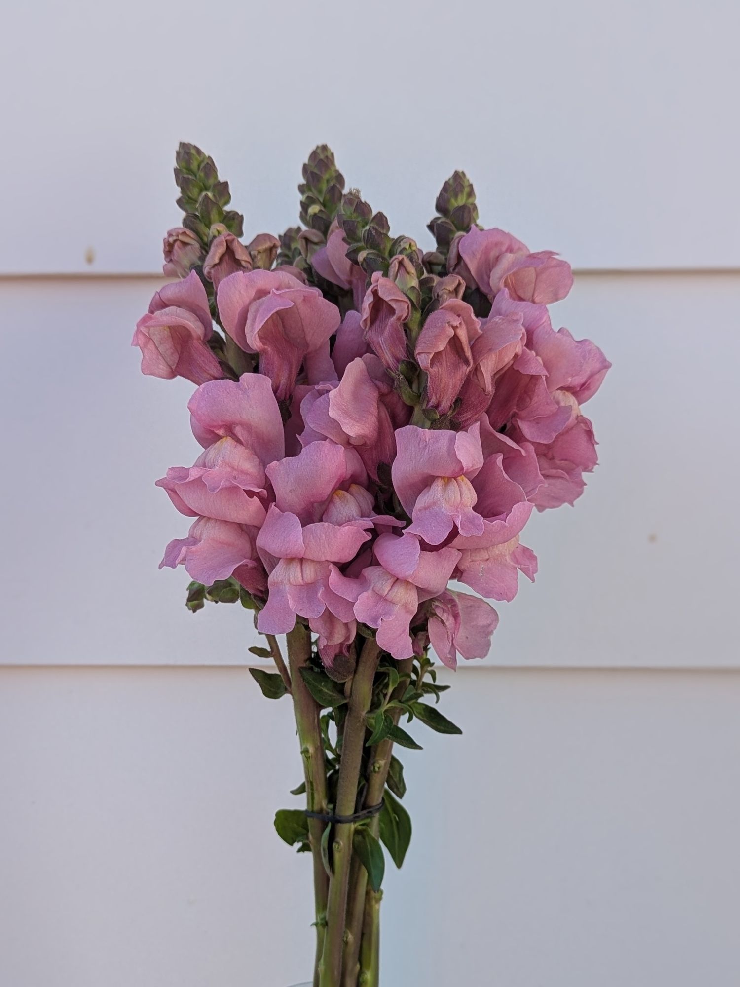 ANTIRRHINUM majus Opus