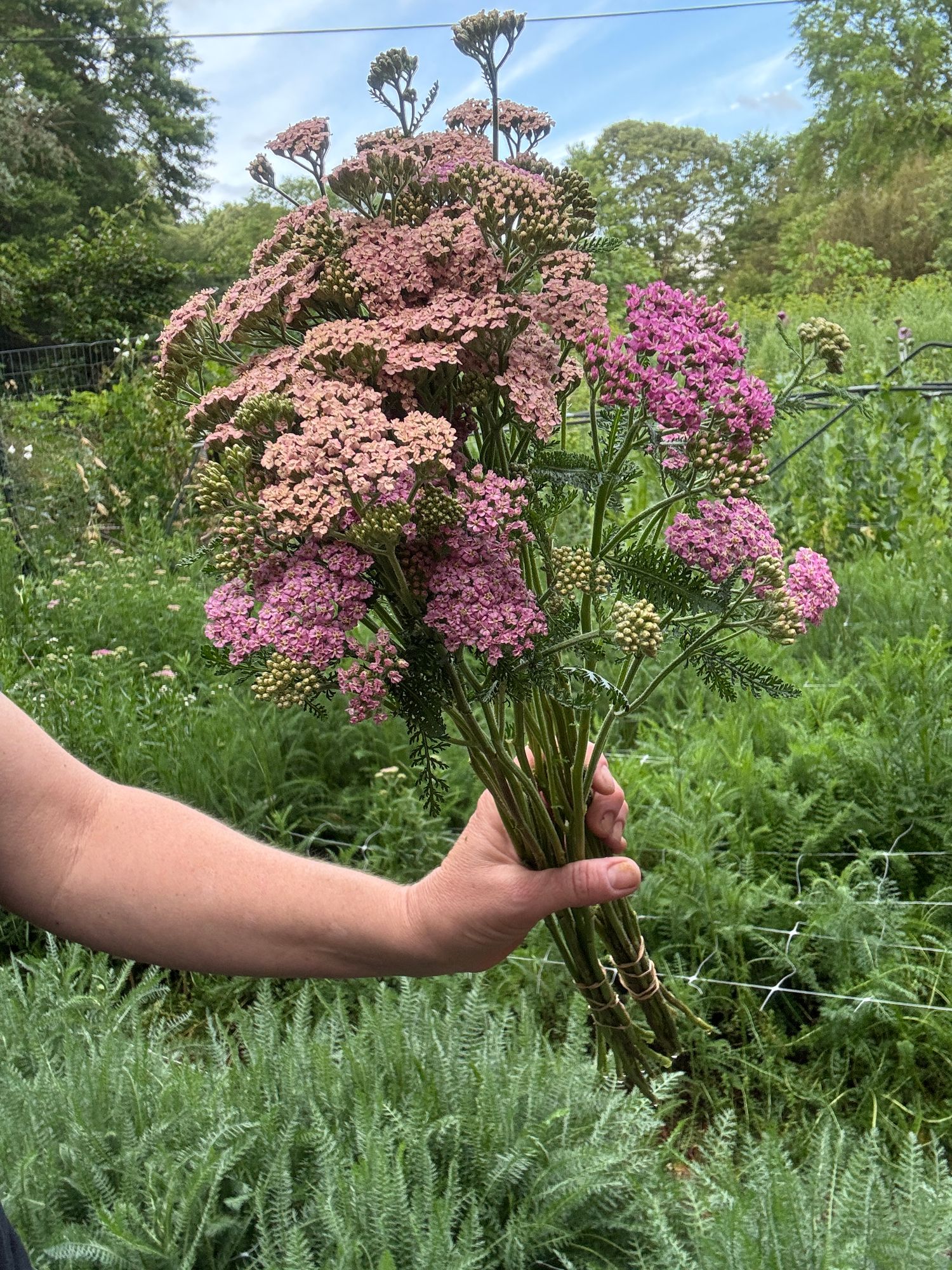 ACHILLEA millefolium Colorado