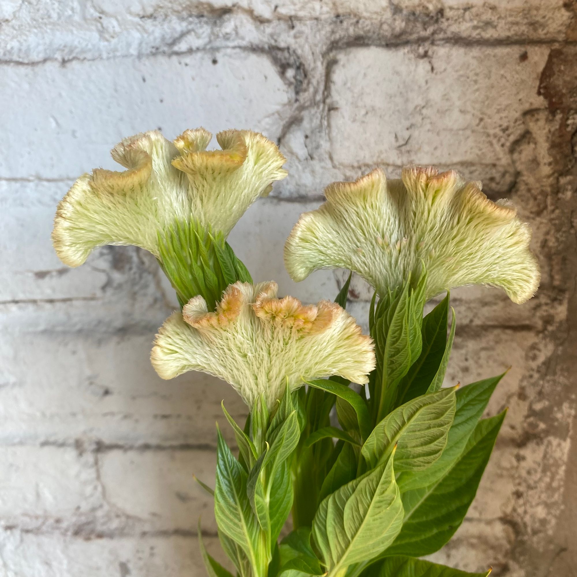 CELOSIA argentea var. cristata