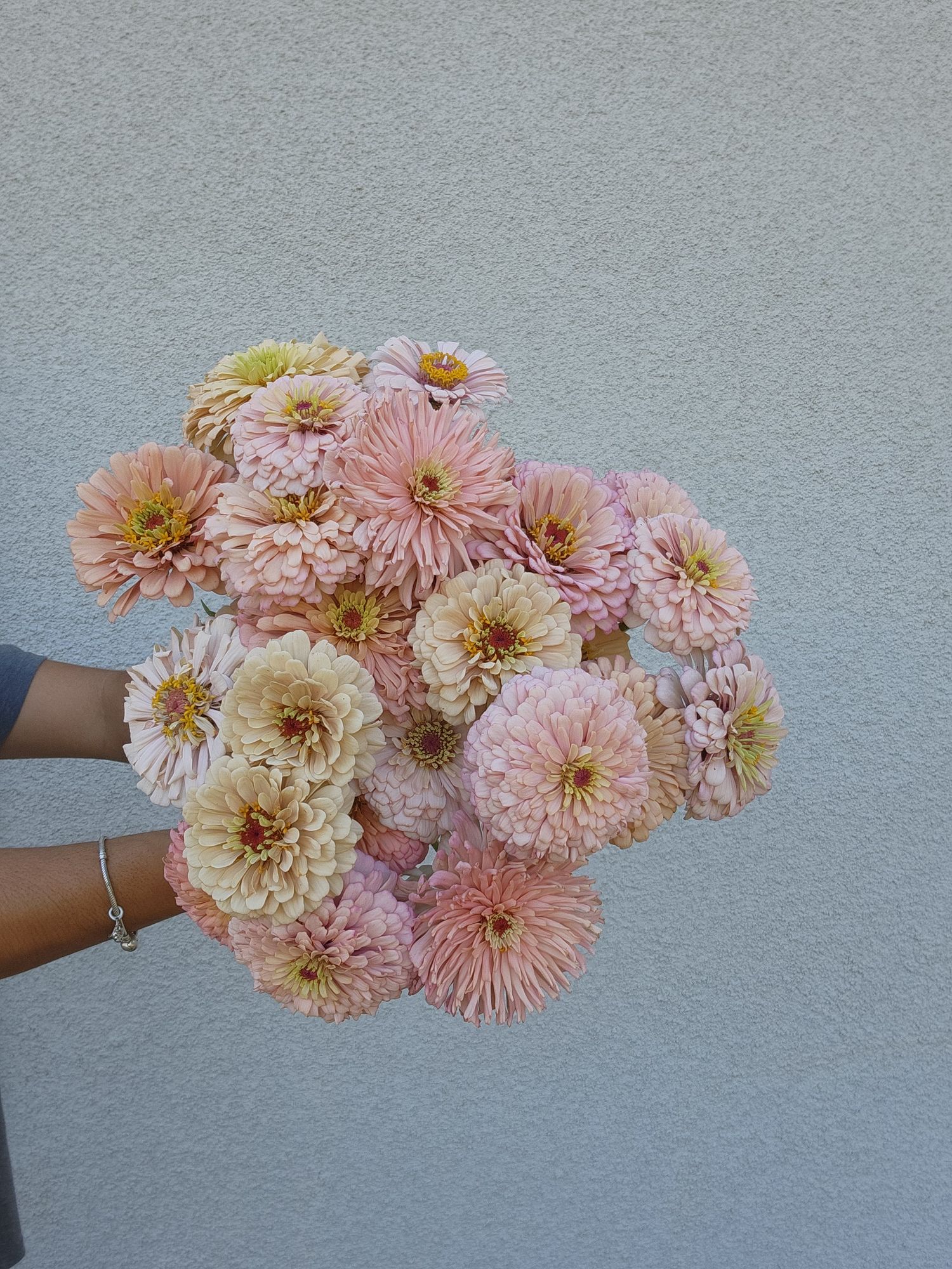 ZINNIA elegans Ballerina