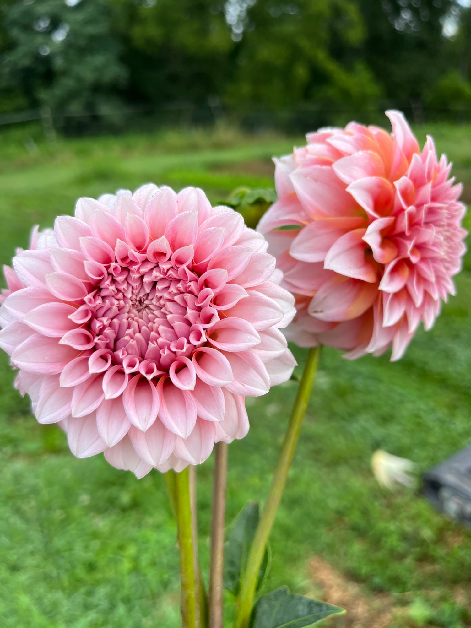 DAHLIA Peaches n Cream