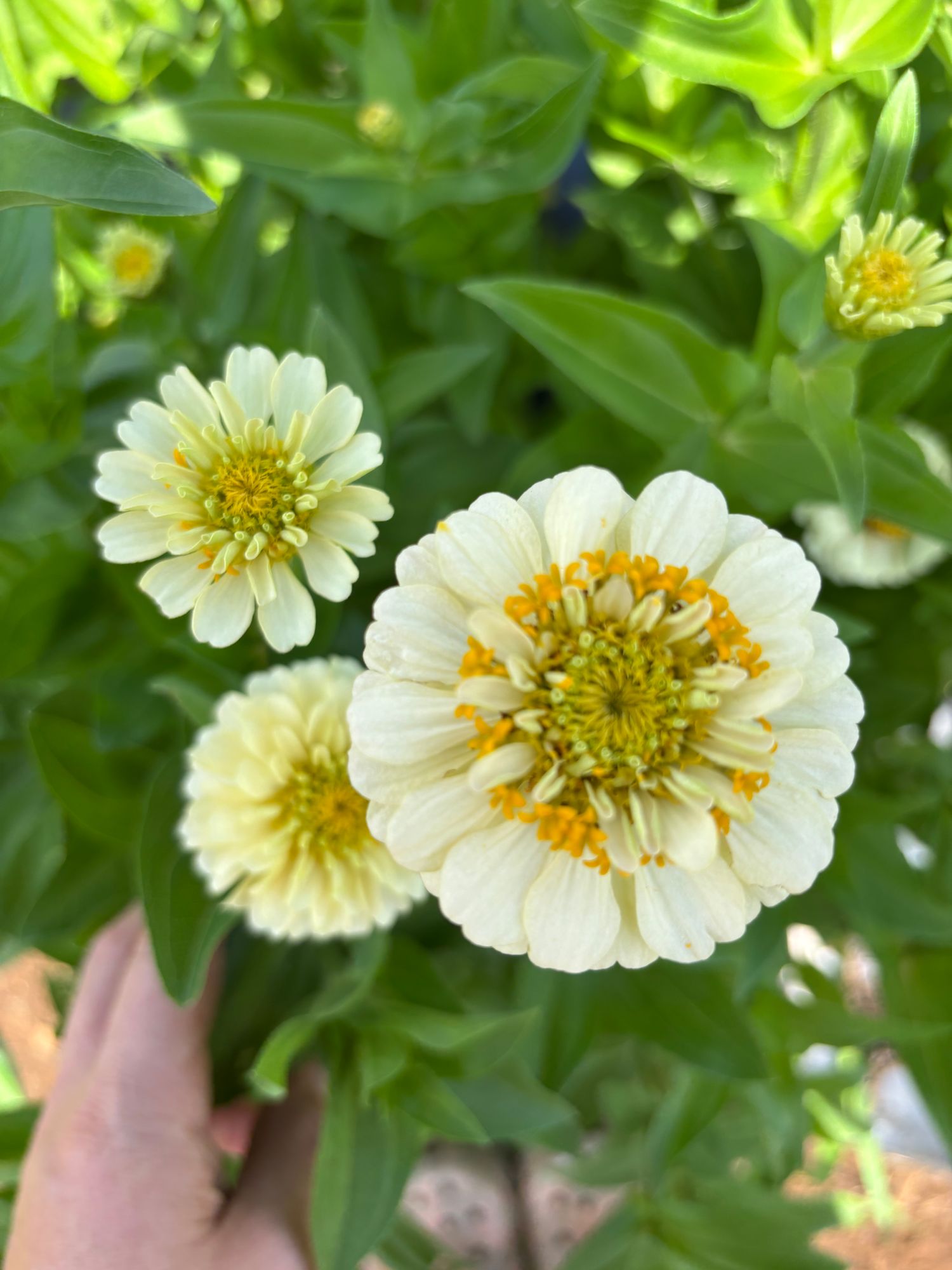 ZINNIA elegans Oklahoma Ivory