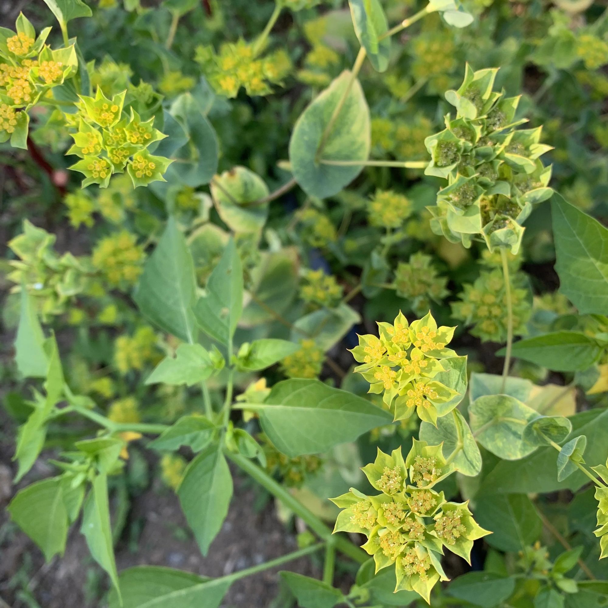 BUPLEURUM griffithii Green Gold