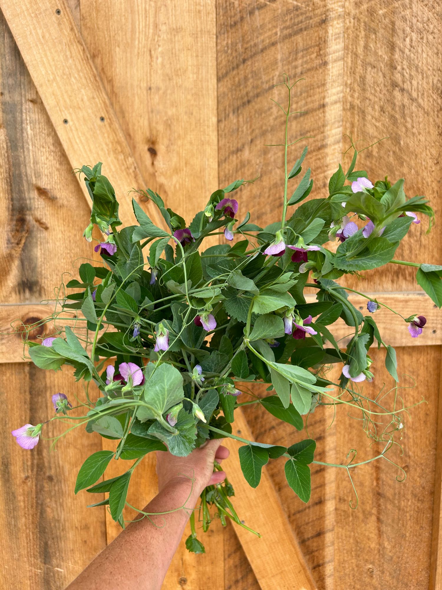 LATHYRUS odoratus