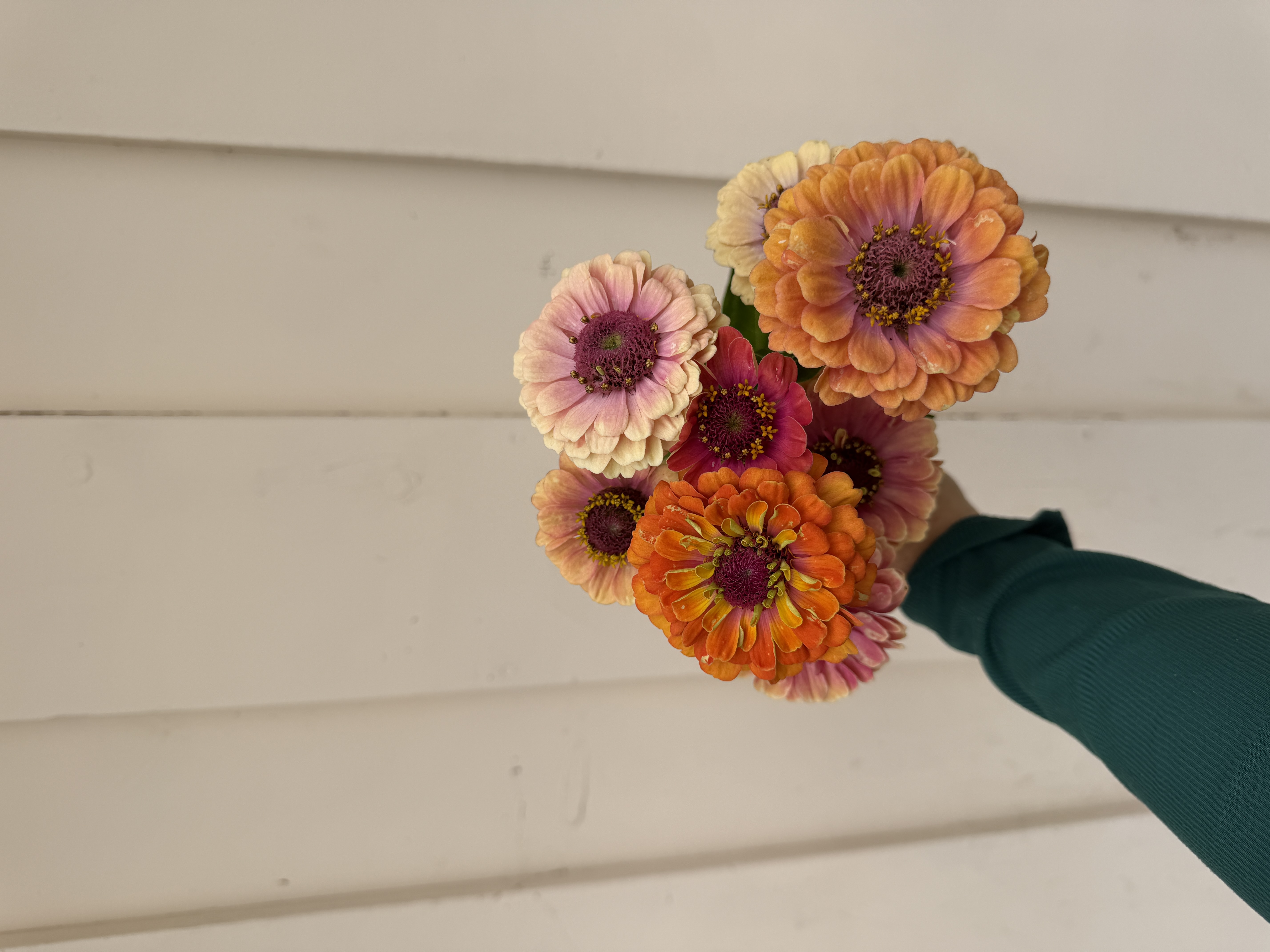 ZINNIA elegans Unicorn