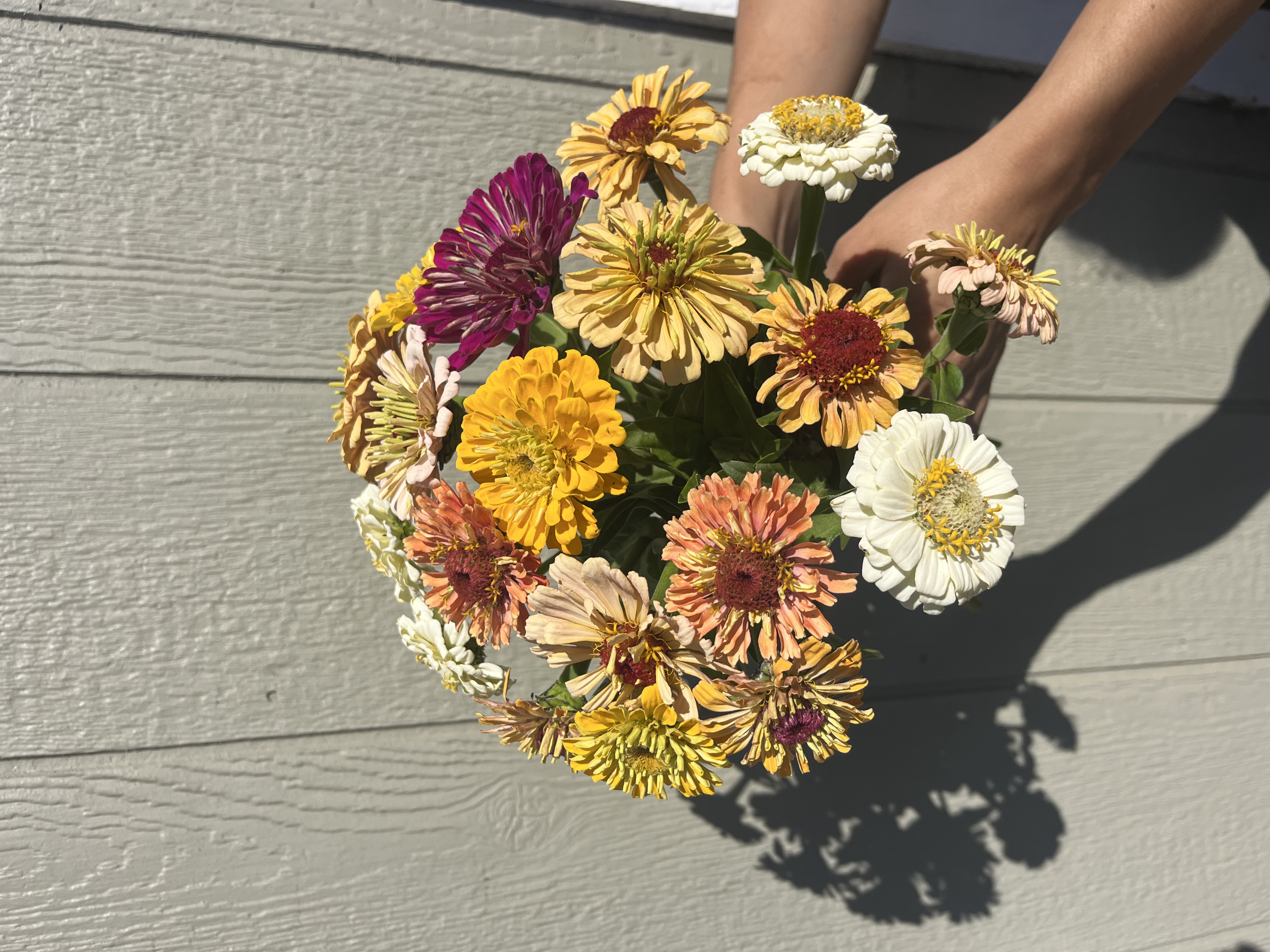 ZINNIA