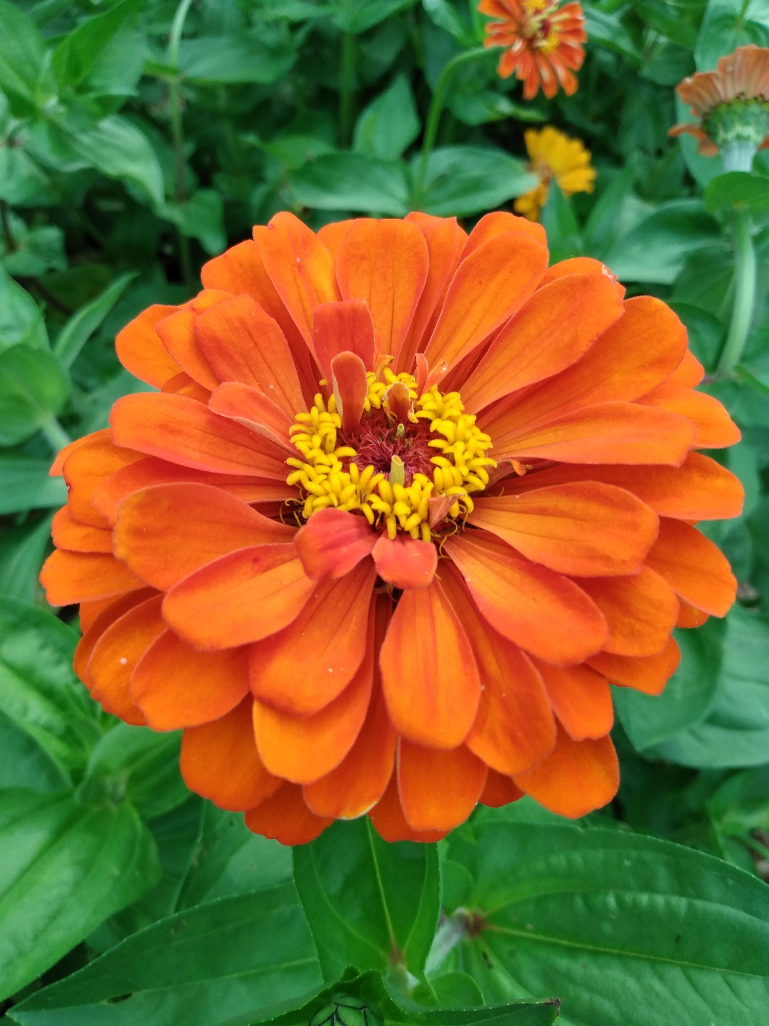 ZINNIA elegans Benarys Giant