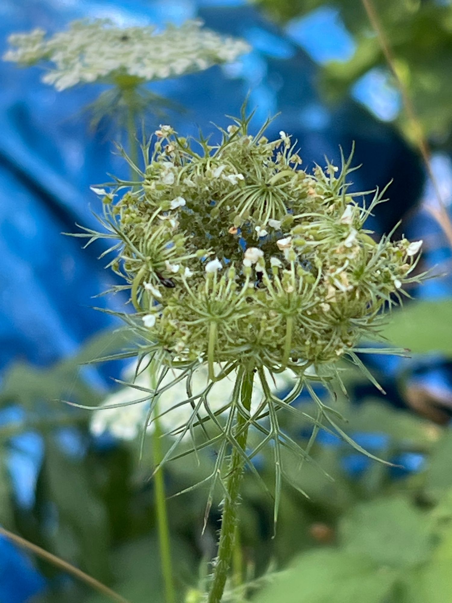 DAUCUS carota