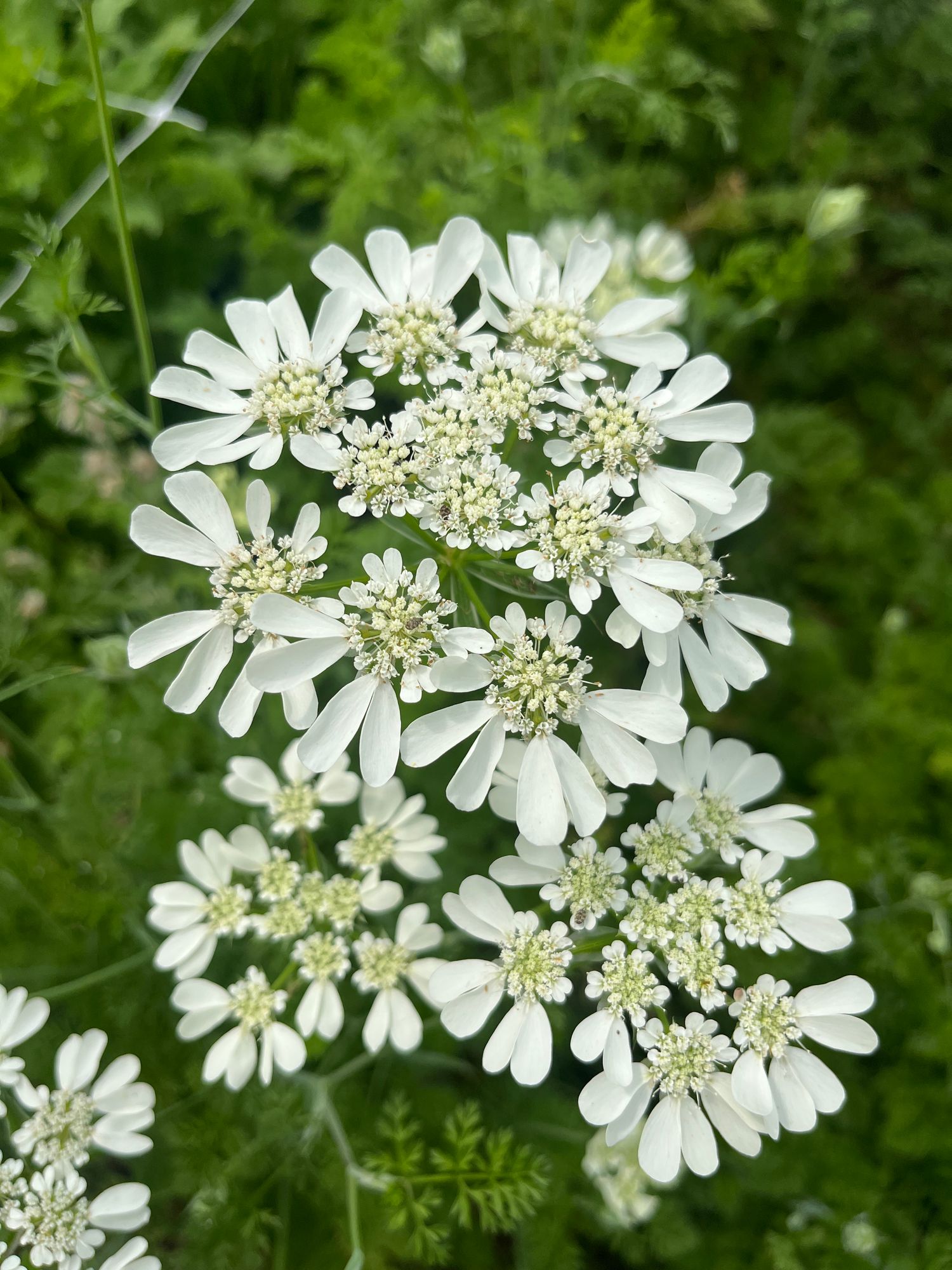 ORLAYA grandiflora