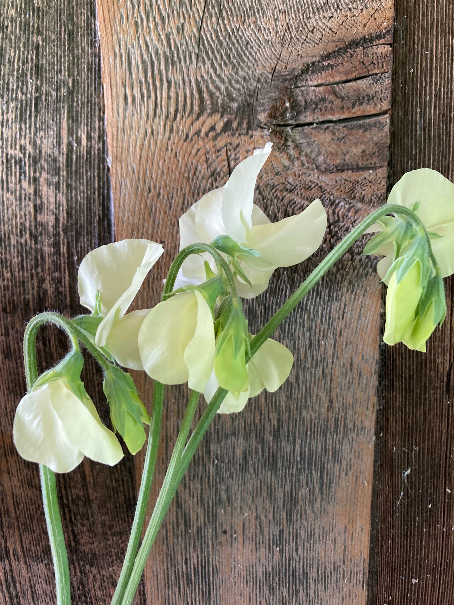 LATHYRUS odoratus
