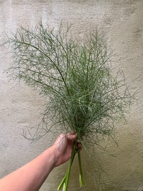 FOENICULUM vulgare