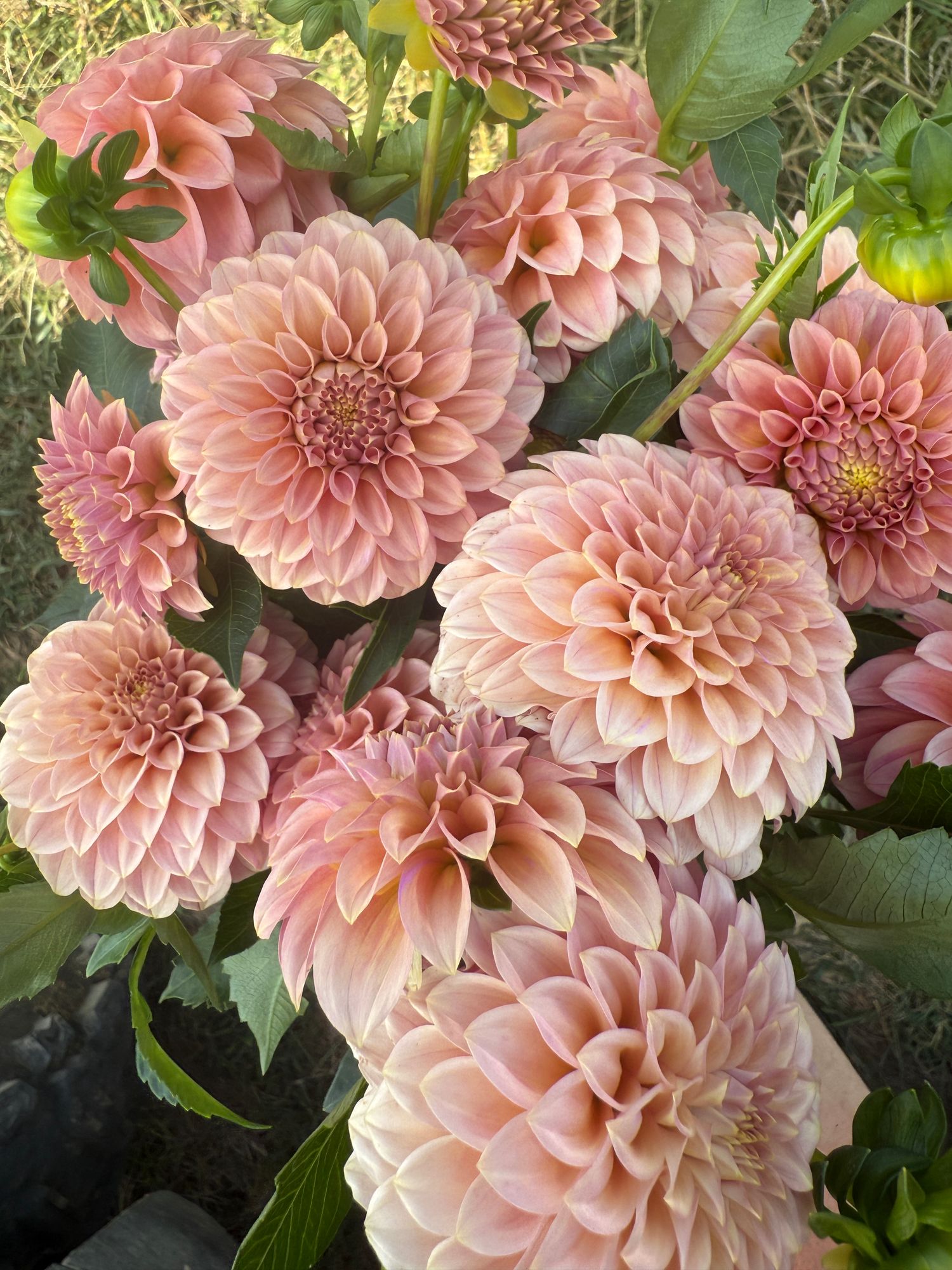 DAHLIA Rock Run Ashley