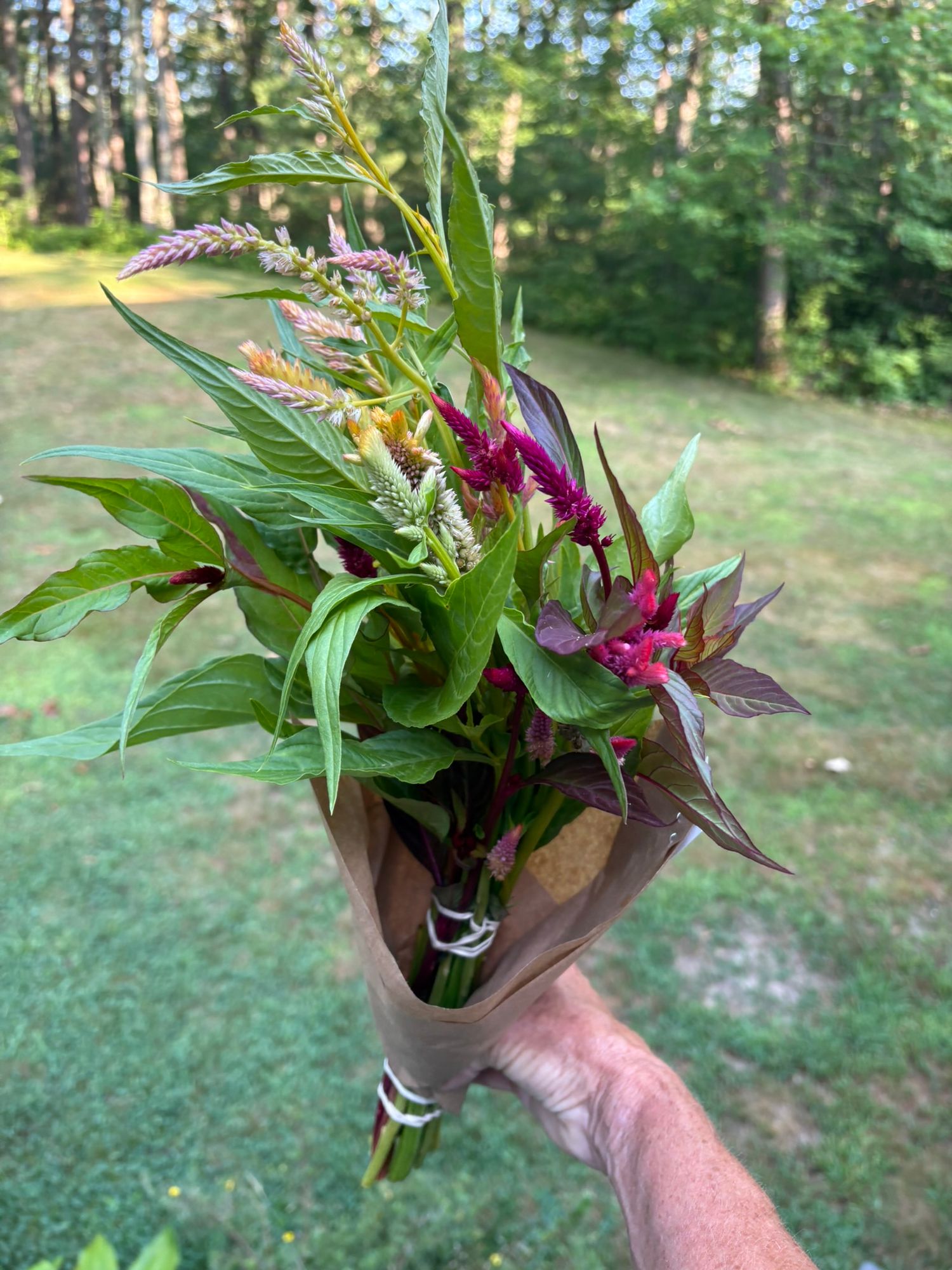 CELOSIA argentea var. plumosa Pampas Plume