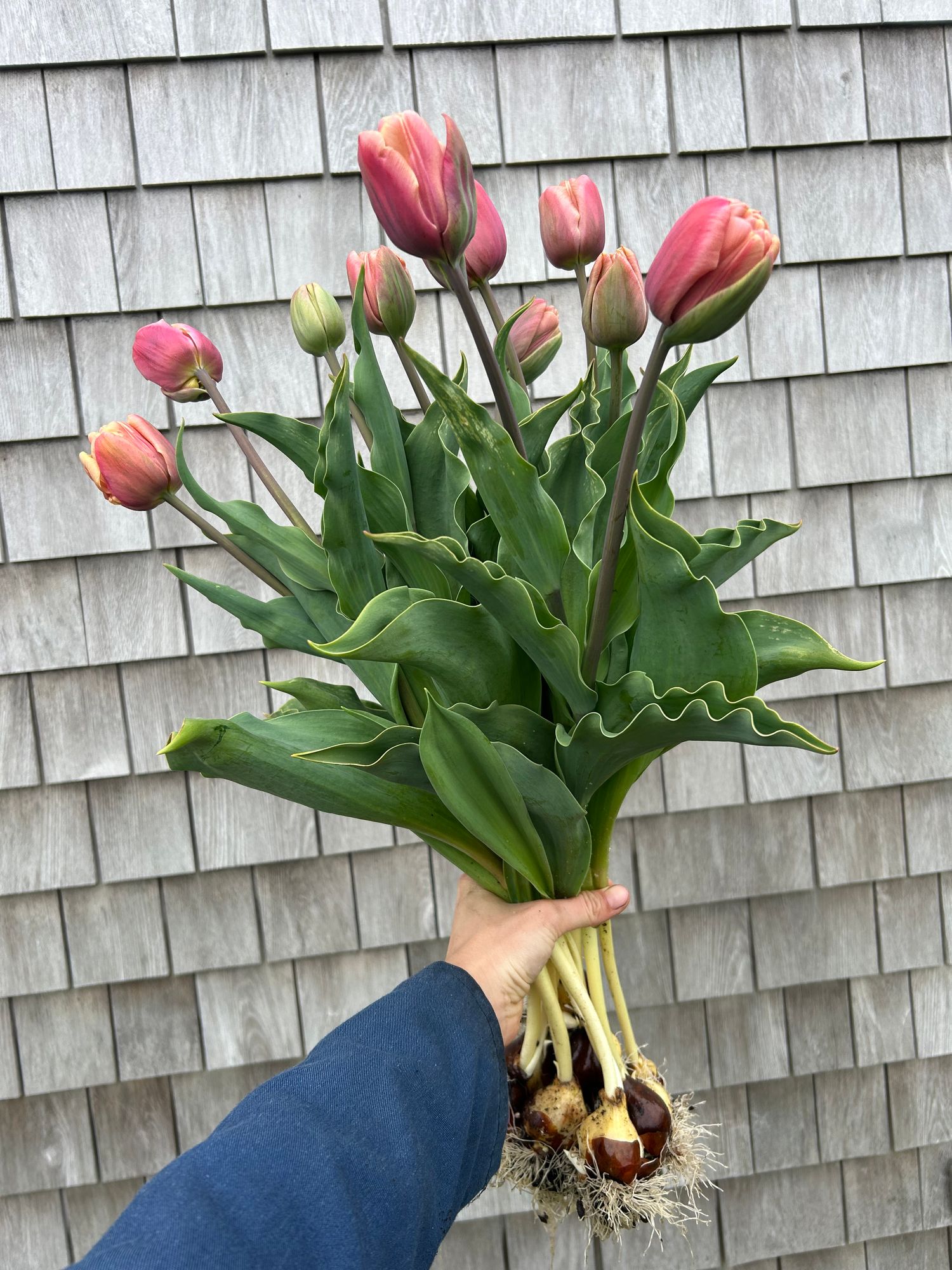 TULIPA La Belle Epoque
