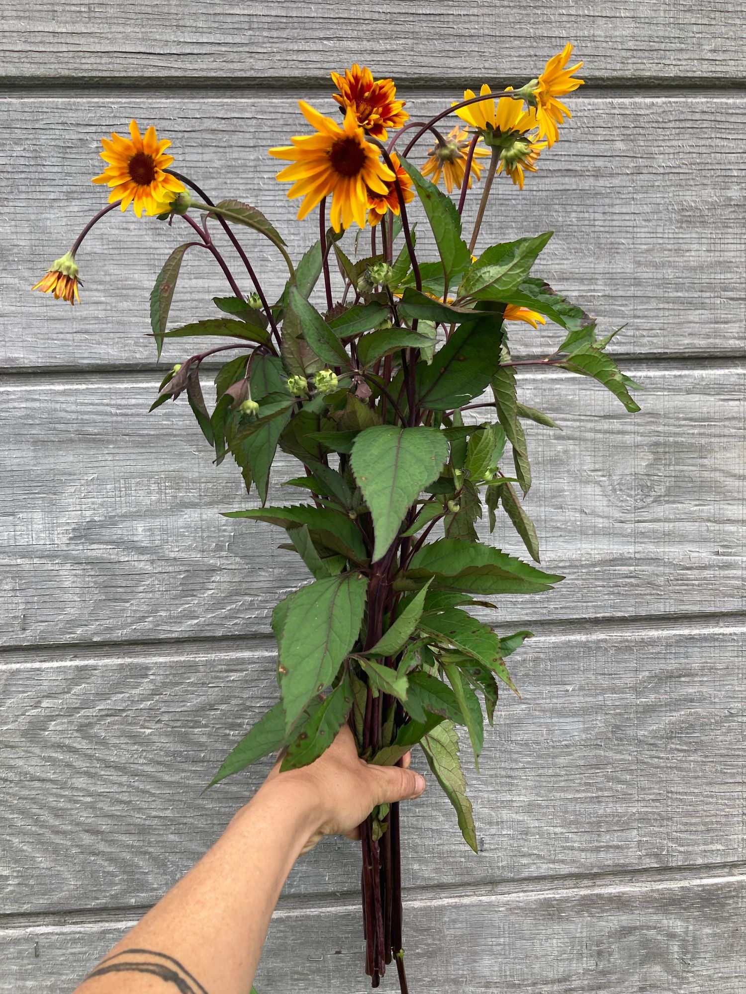 HELIOPSIS helianthoides var. scabra