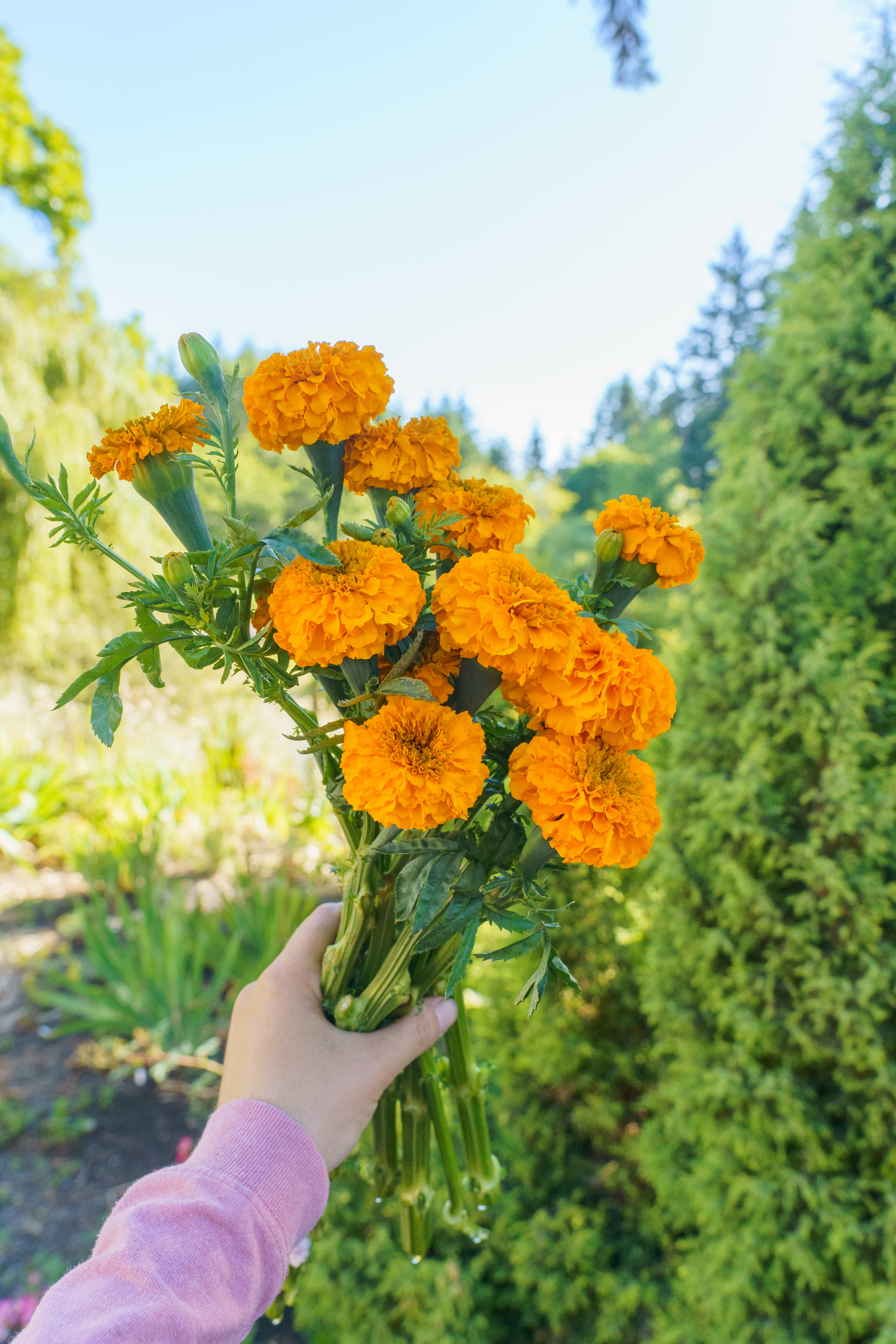 TAGETES erecta