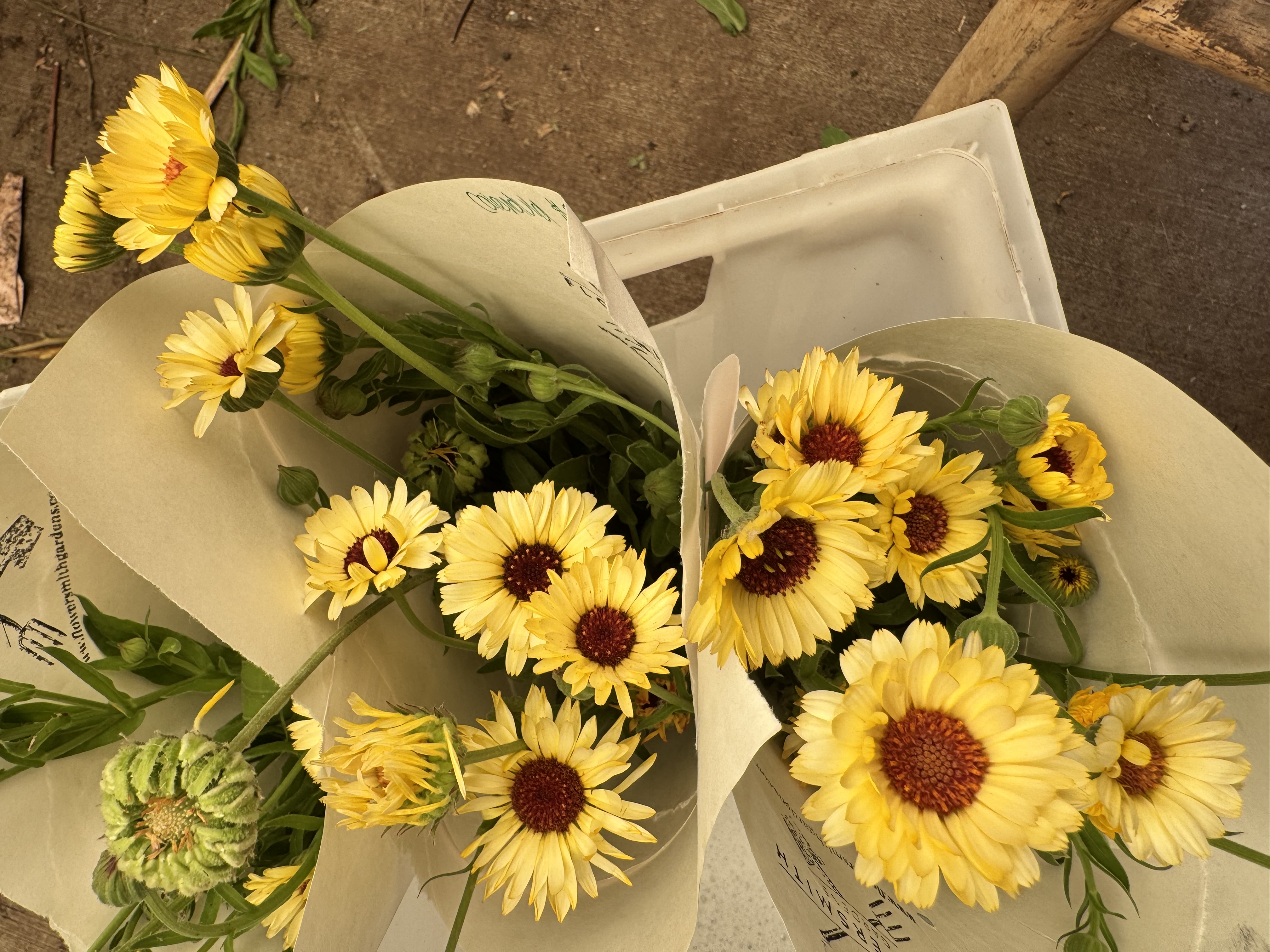 CALENDULA officinalis