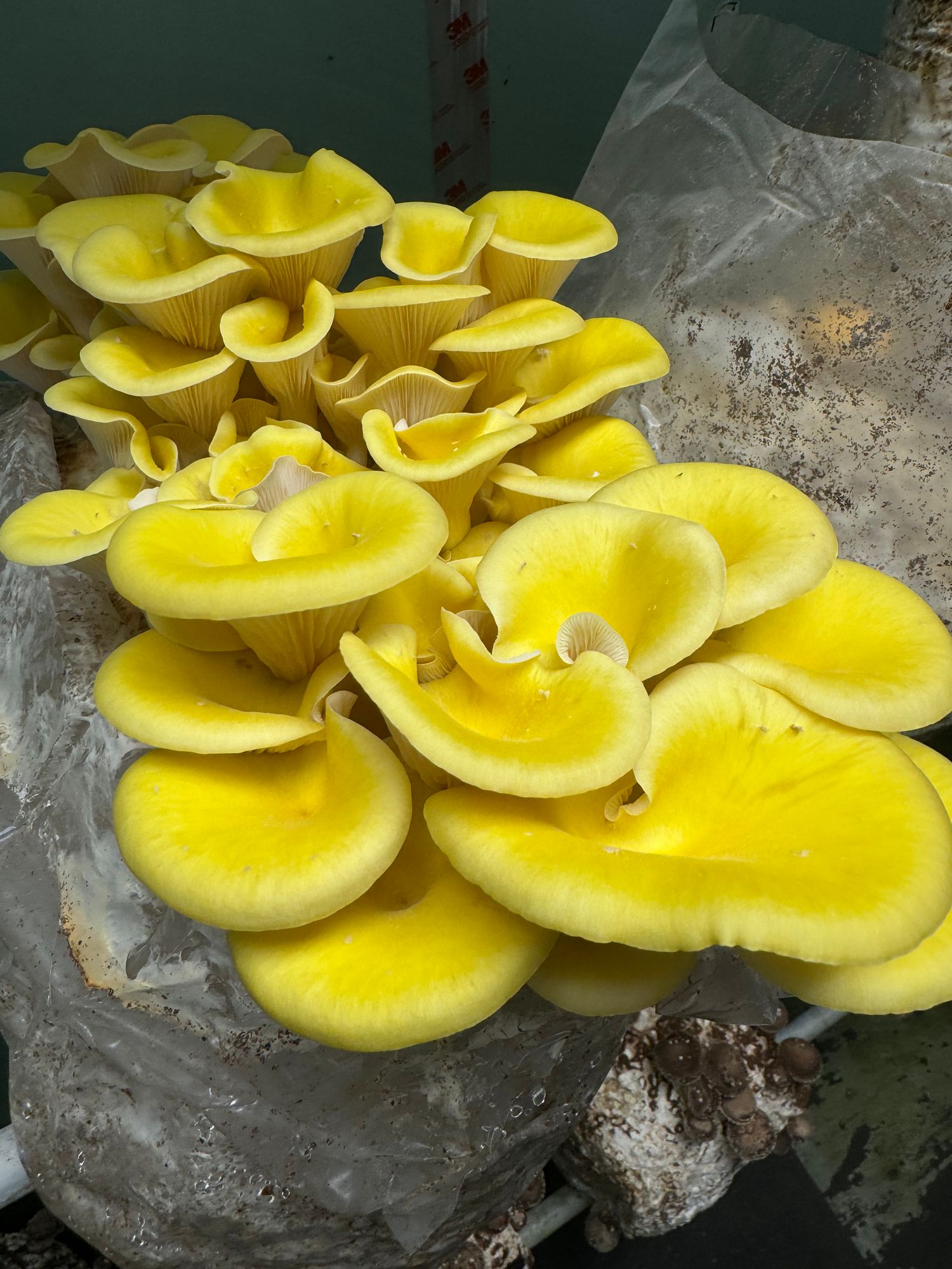 Mixed Oyster Mushroom 5# case