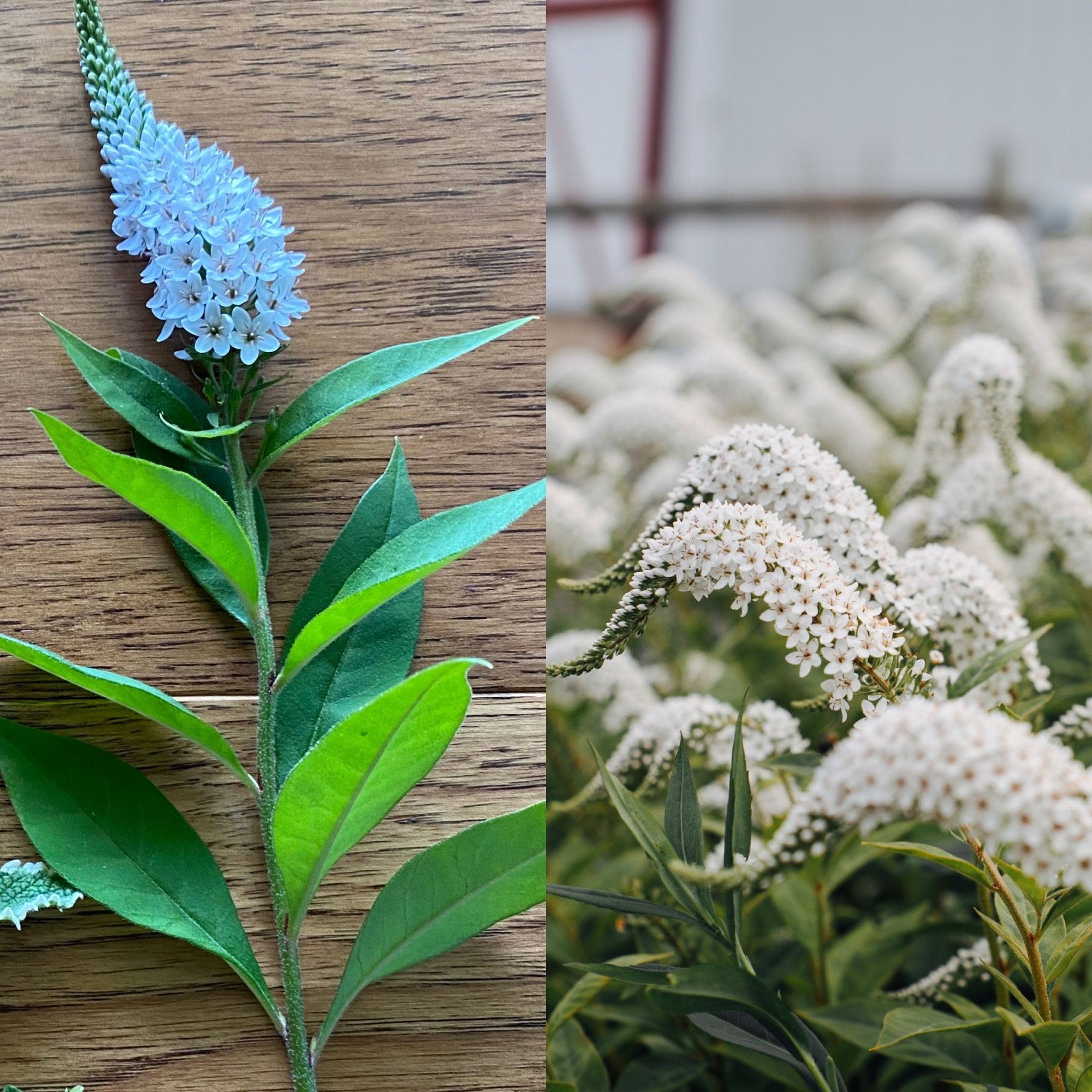 LYSIMACHIA clethroides