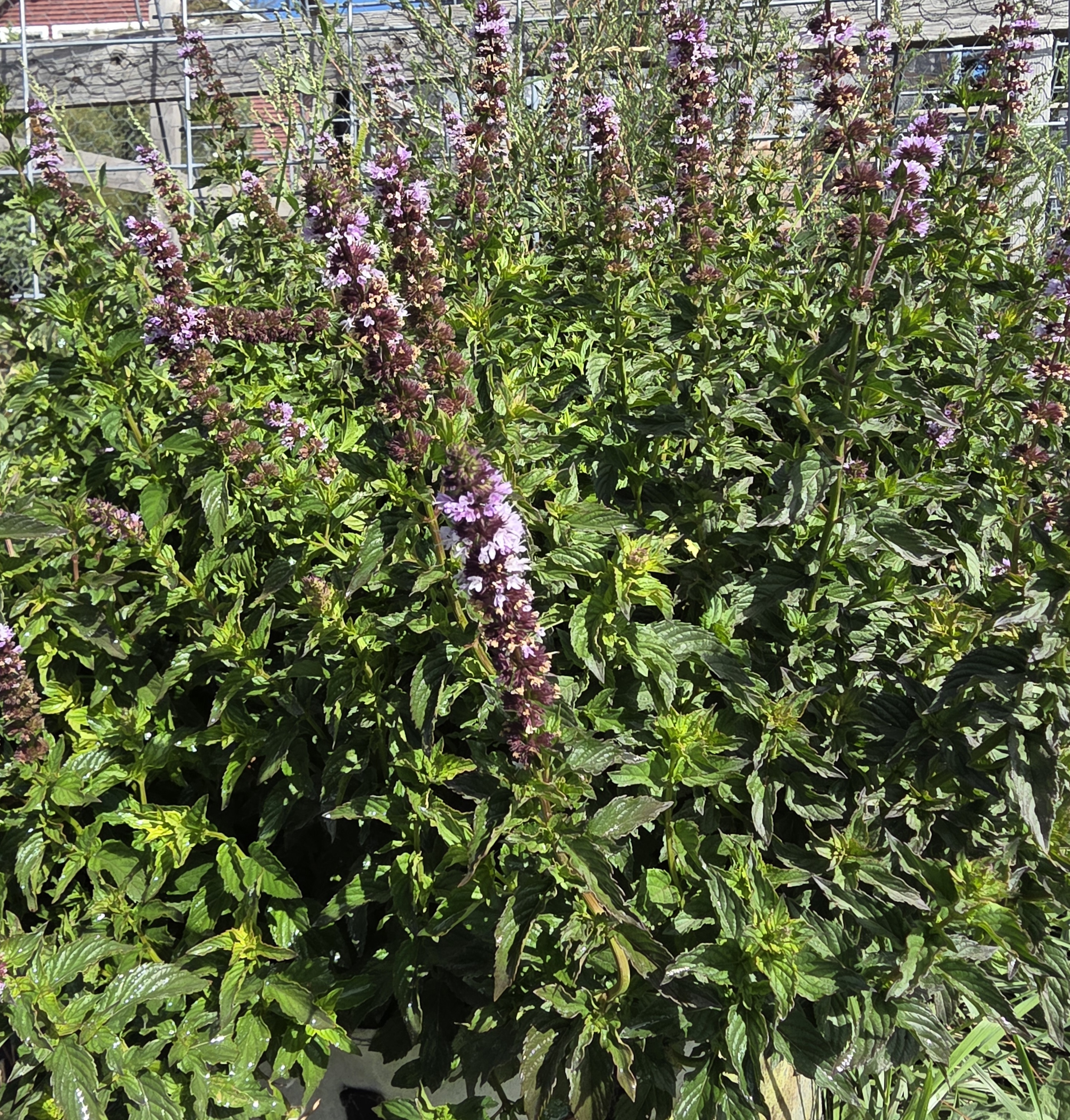 MENTHA suaveolens