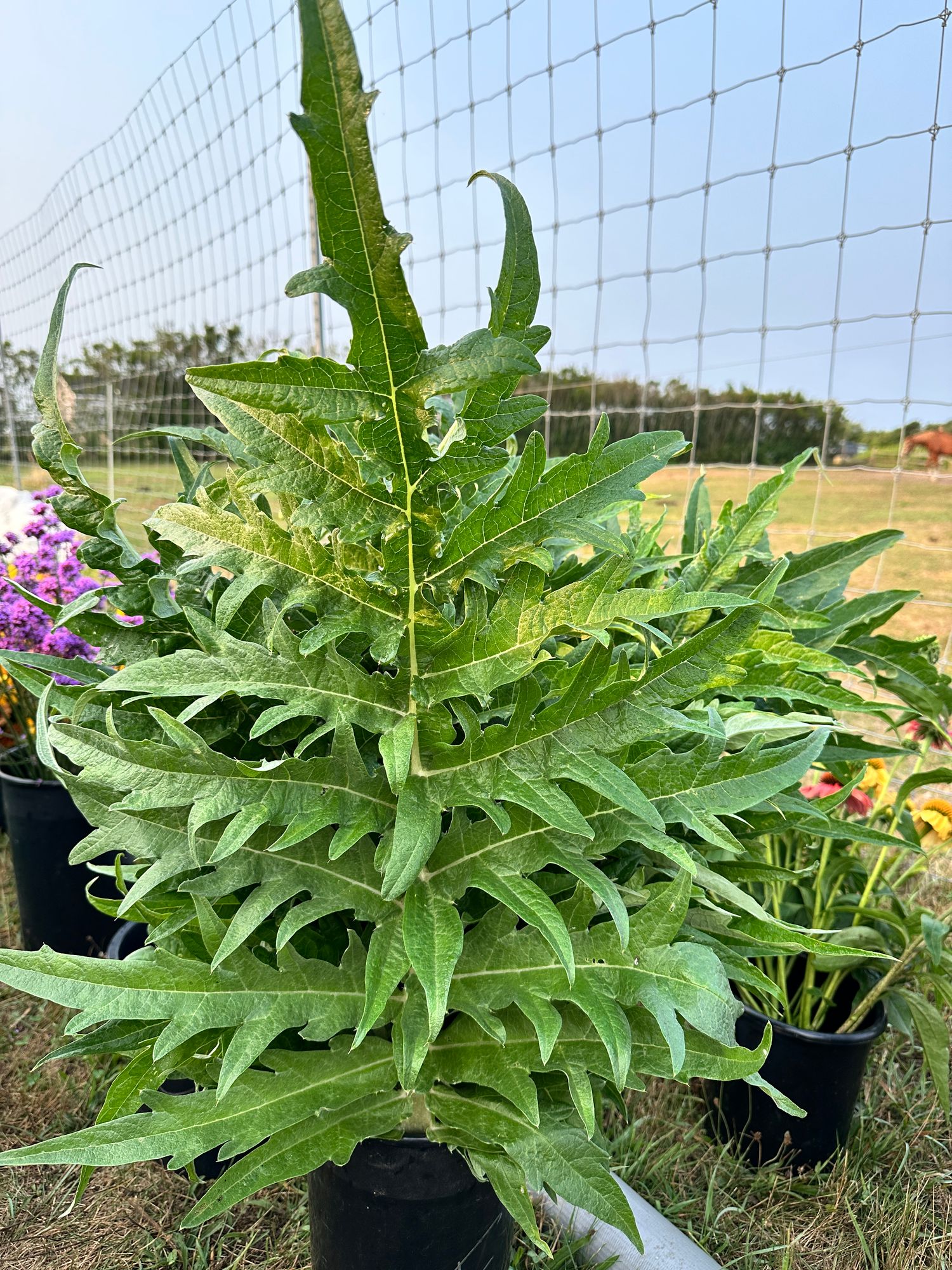 CYNARA cardunculus
