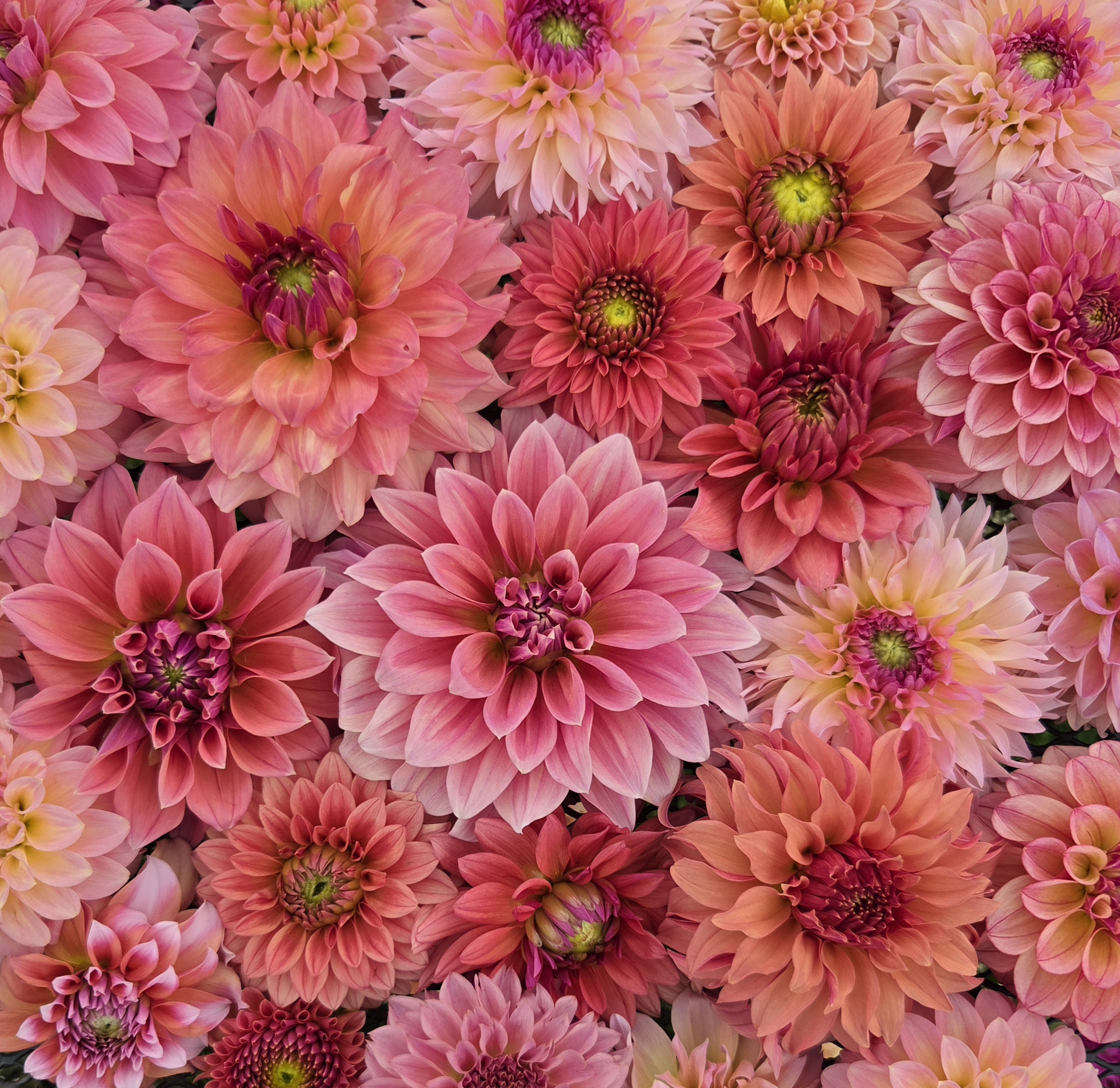 DAHLIA