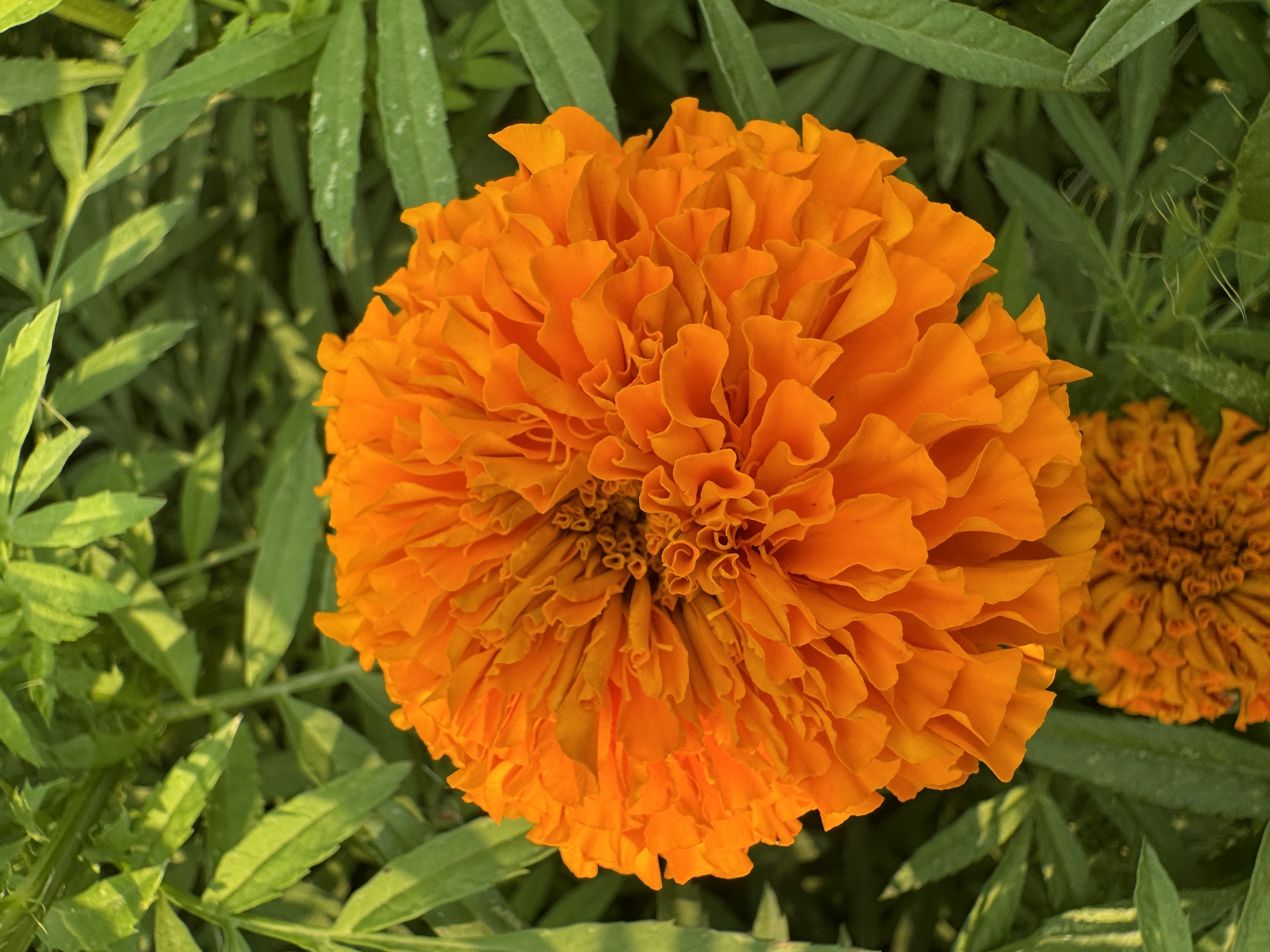 TAGETES erecta Xochi Orange
