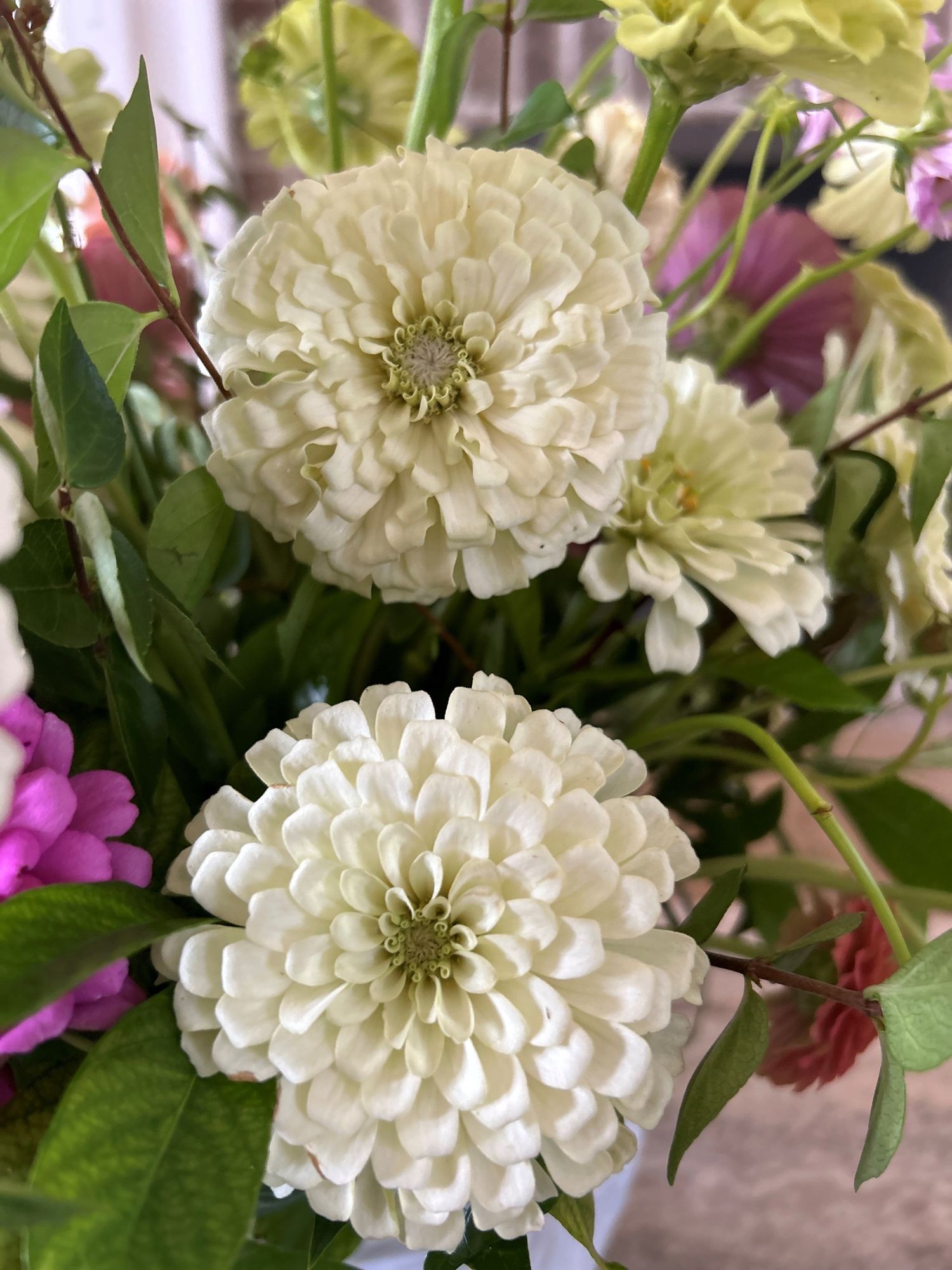 ZINNIA elegans Benarys Giant